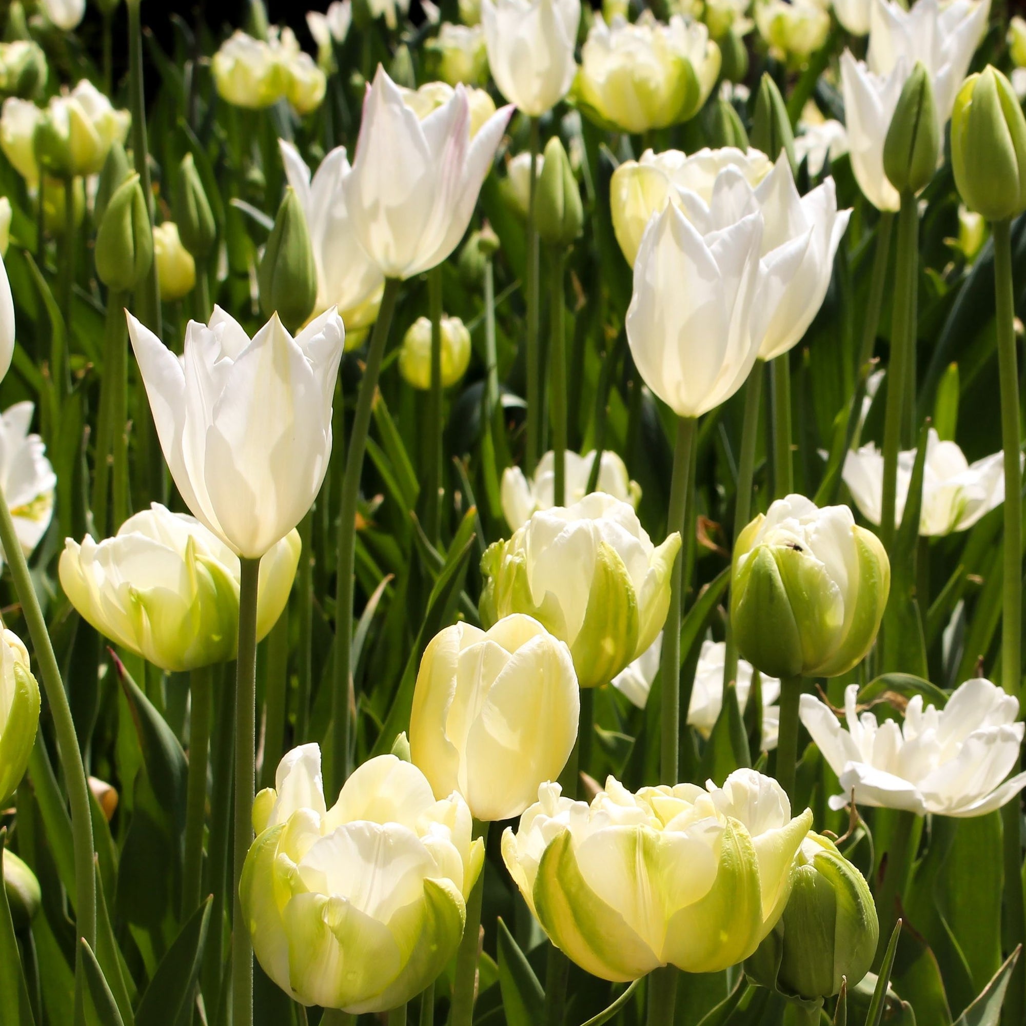 Tulip 'Purissima' (6 Bulbs)
