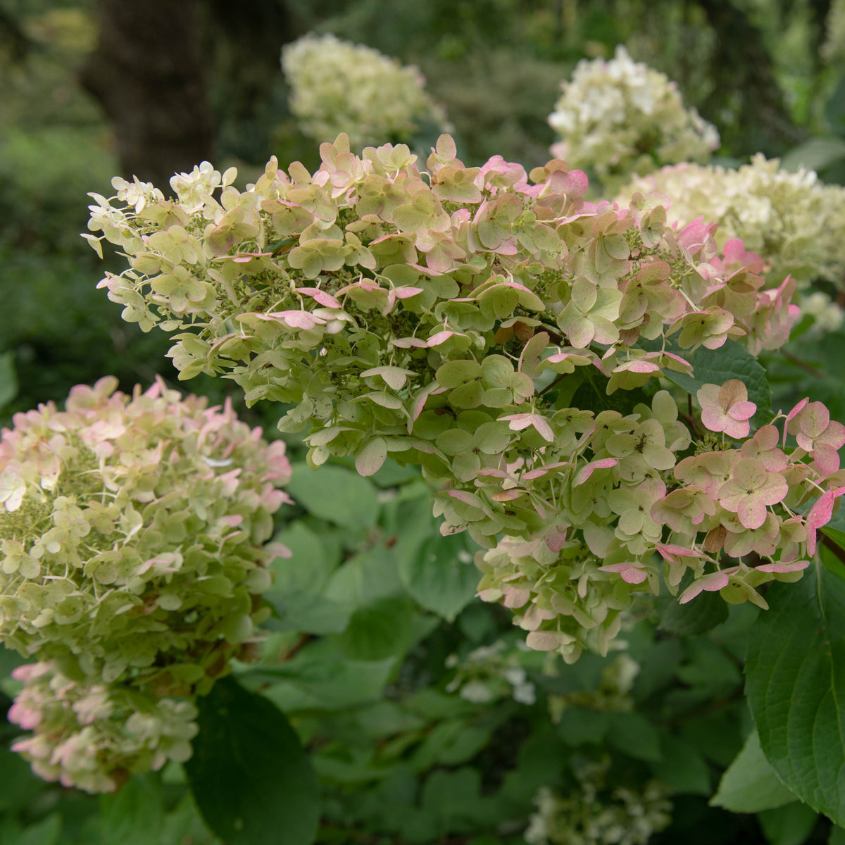 Hydrangea paniculata &#39;Unique&#39; 1L (30-40cm inc pot)