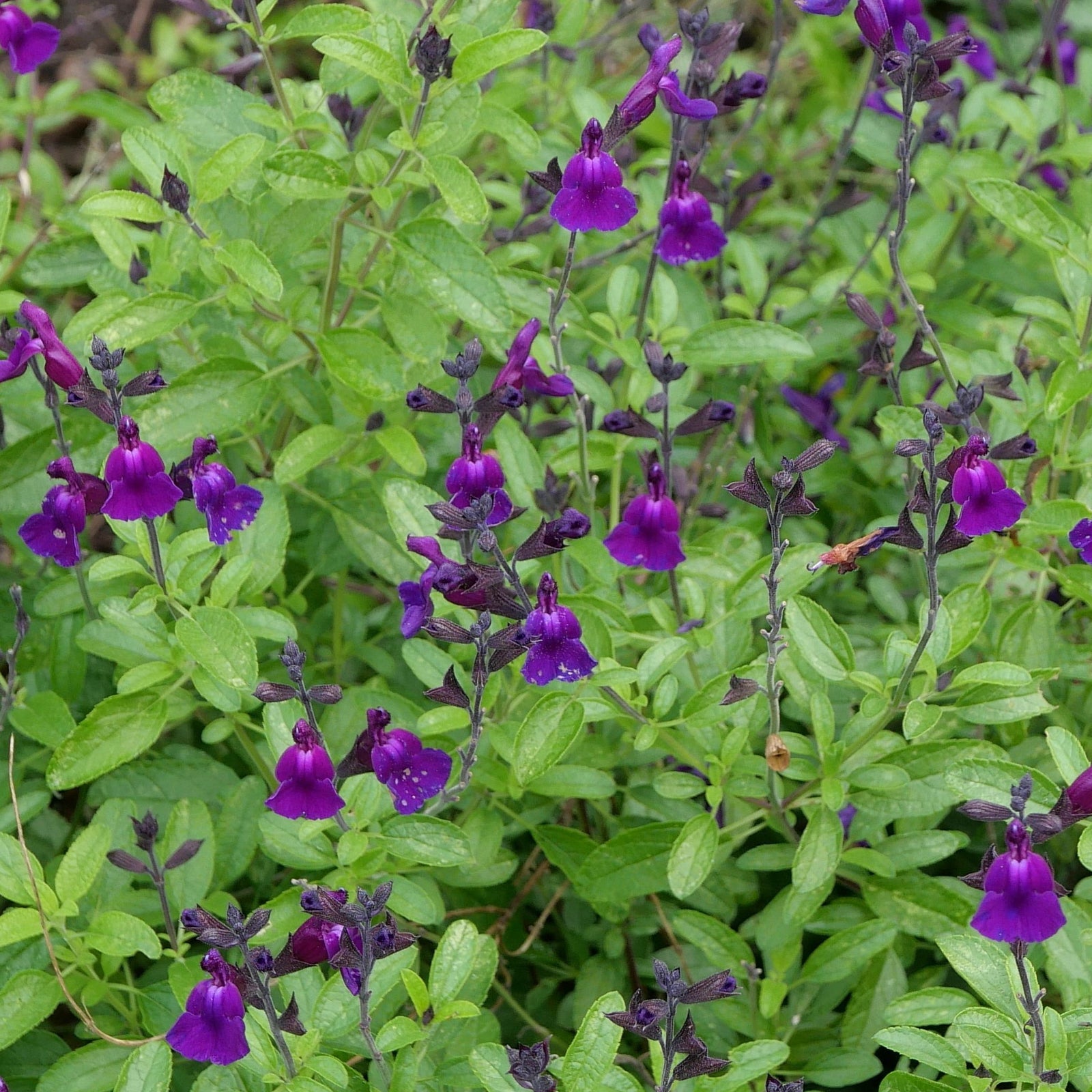 Close-up of Salvia 'Amethyst Lips' 2L—vibrant, nectar-rich purple and white flowers with rounded petals and fuzzy purple tips, set against a softly blurred green and purple background.