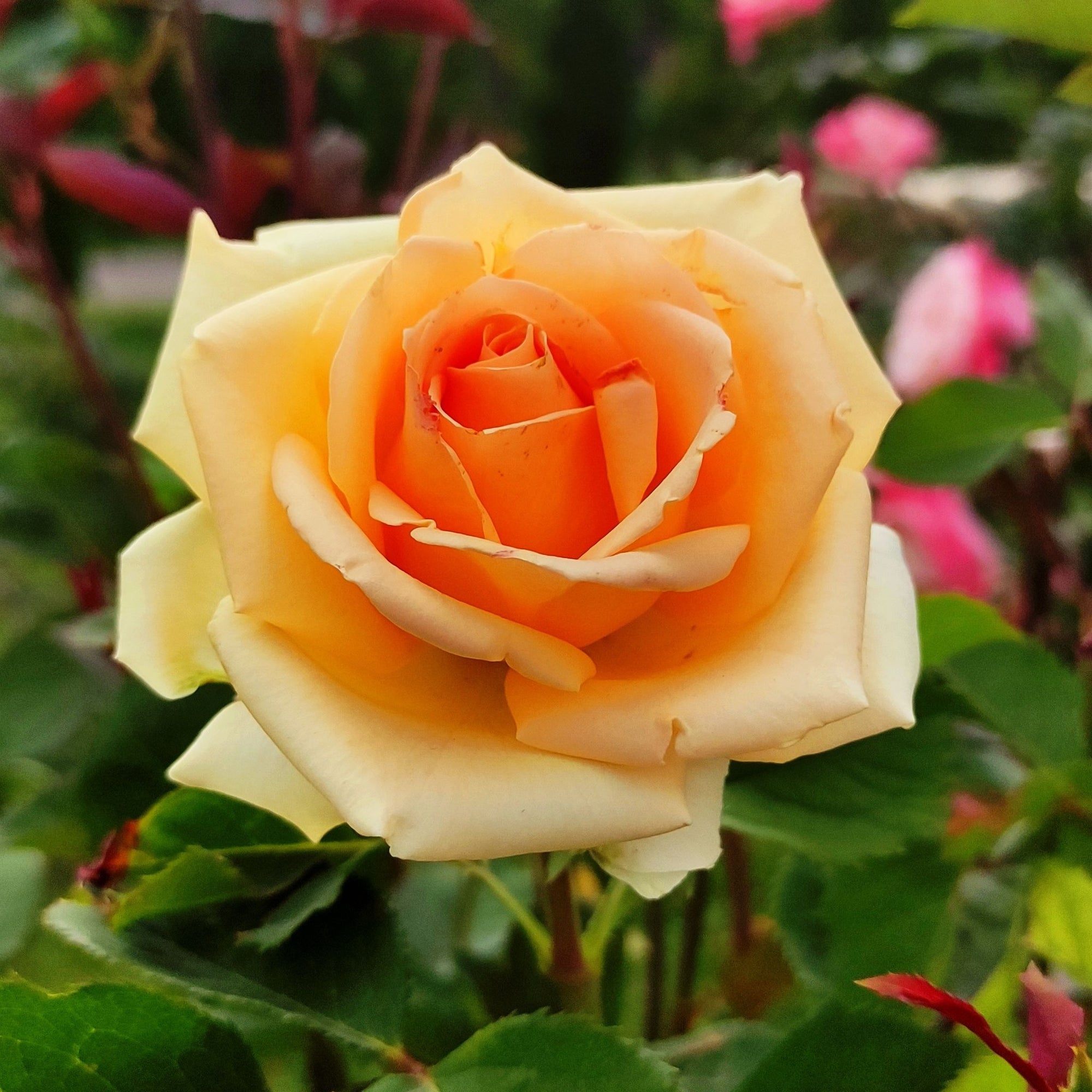 Rose Indian Summer | Hybrid Tea Rose | 4L Potted Rose