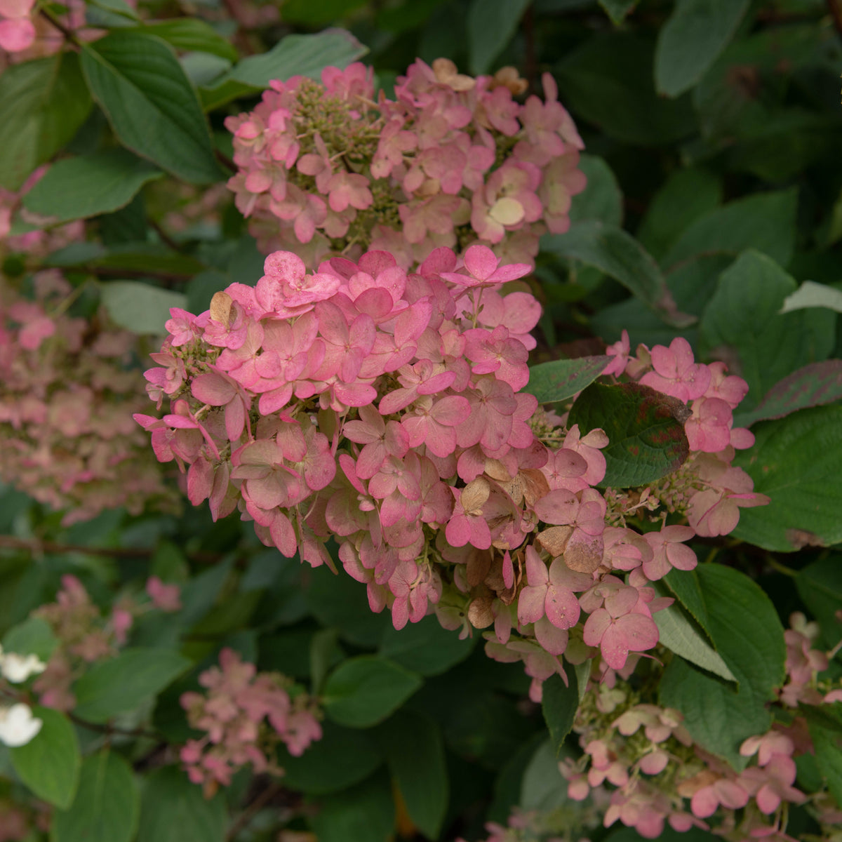 Hydrangea paniculata &#39;Pink Diamonds&#39; 1/2L