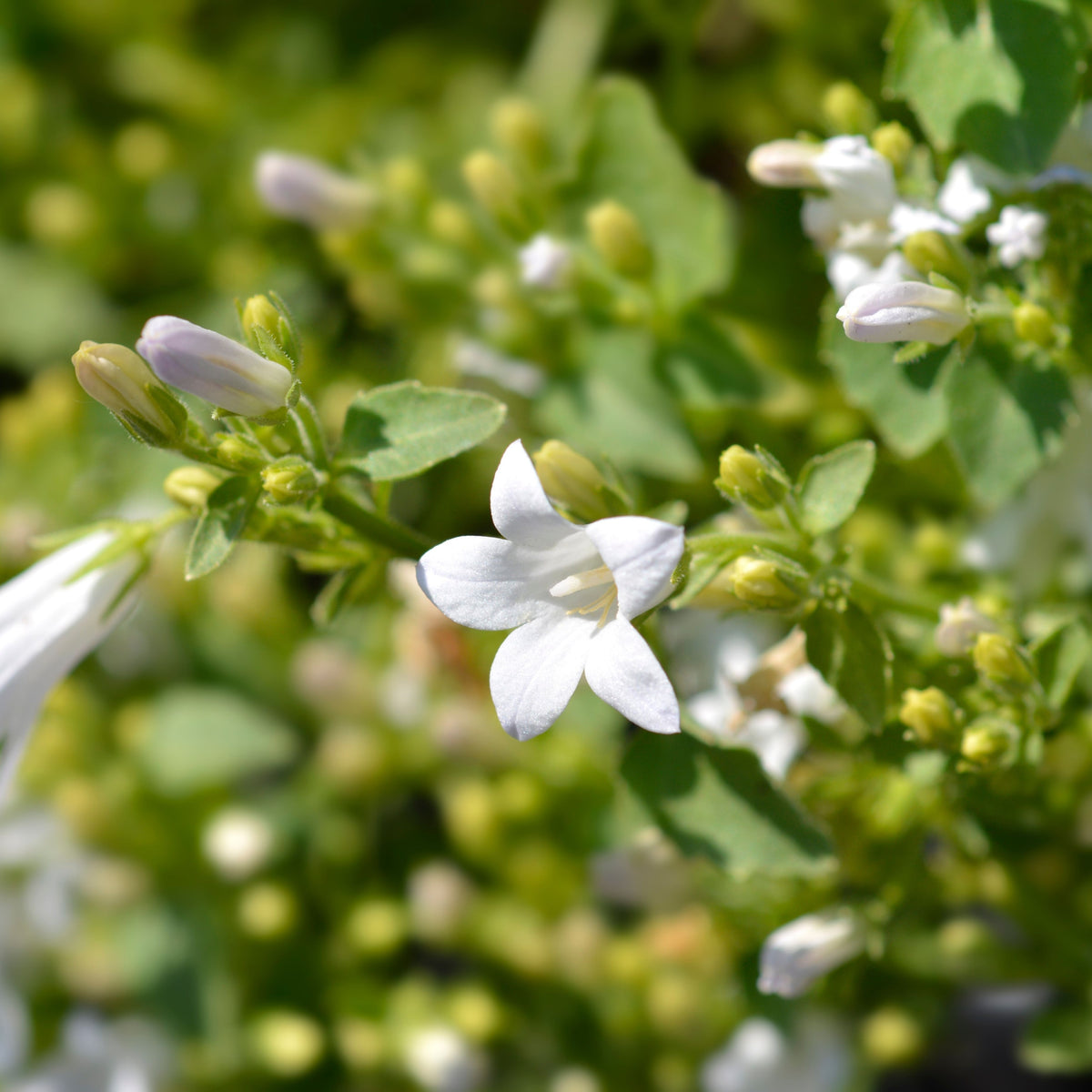 A close-up of Campanula portenschlagiana &#39;Clockwise&#39; White 9cm, featuring its white bell-shaped blooms among green leaves and unopened buds in a garden.