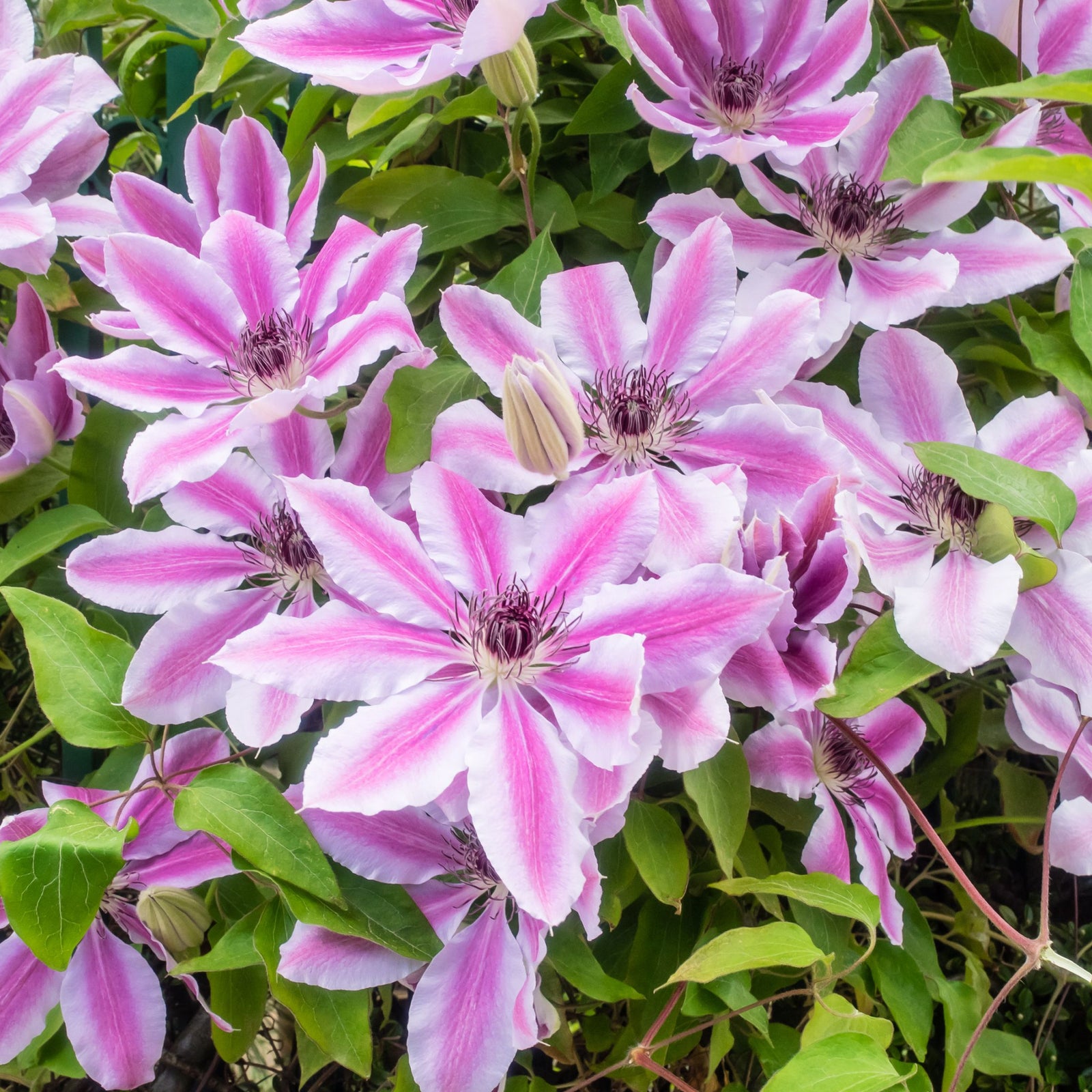 Clematis 'Nelly Moser' 60cm features large pale pink flowers with dark centers and green leaves, with both open and budded blooms, creating a lush display ideal for brightening a north-facing wall.