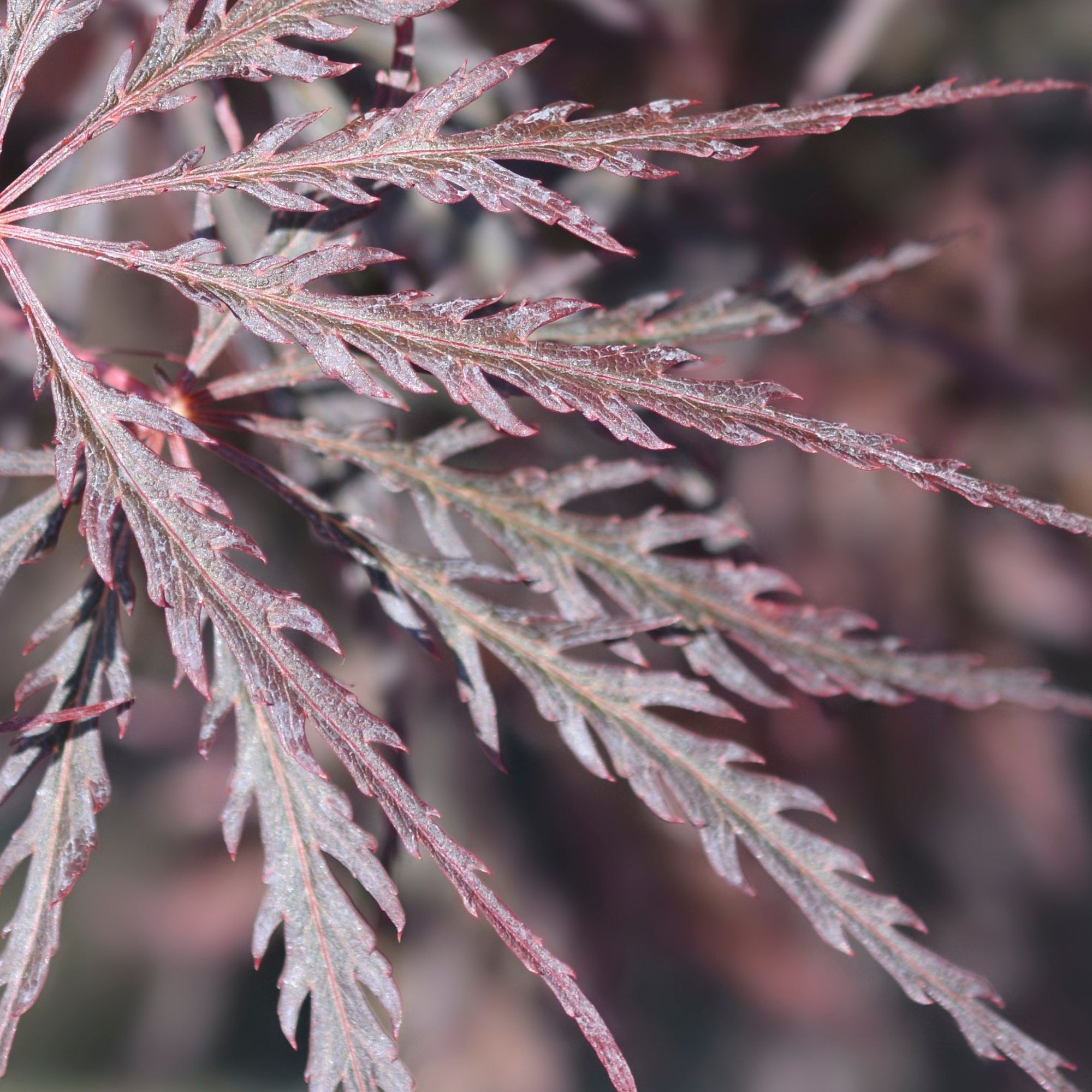 Acer palmatum Firecracker 3L