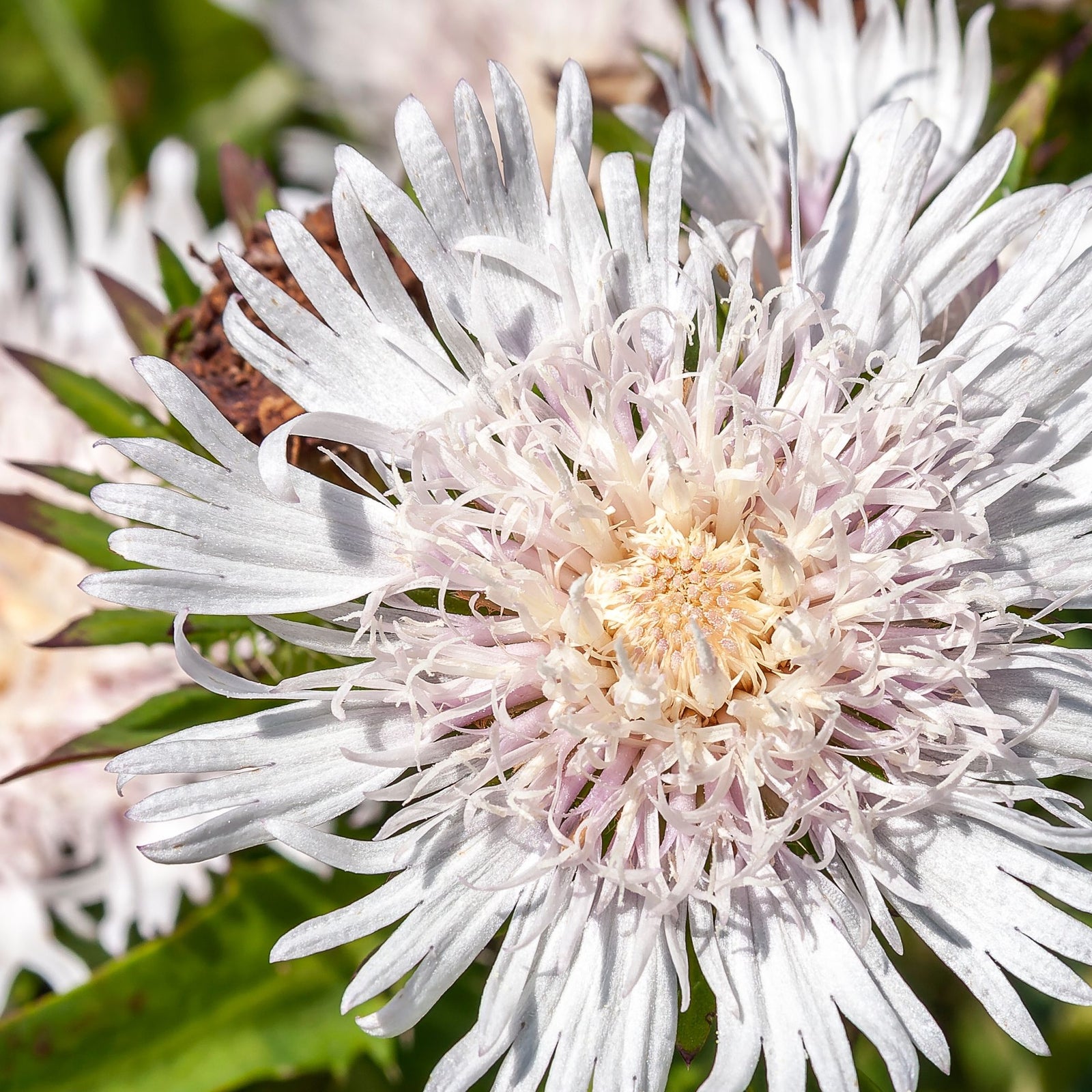 Close-up of Stokesia 'Divinity' 2L, a perennial with white and pale lavender long, thin petals radiating from a dense center, surrounded by green foliage; attracts butterflies and bees.