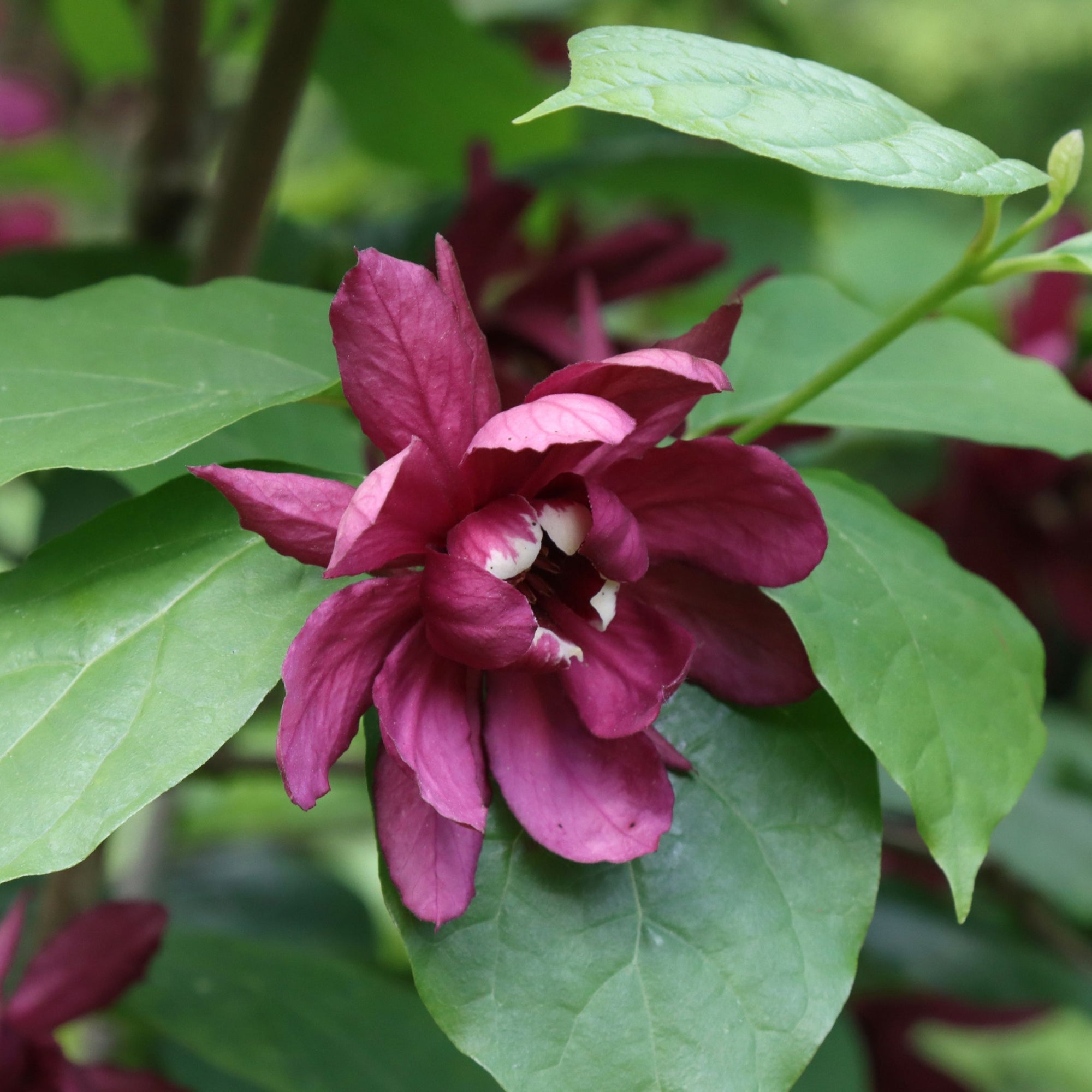 Calycanthus Floridus 3L