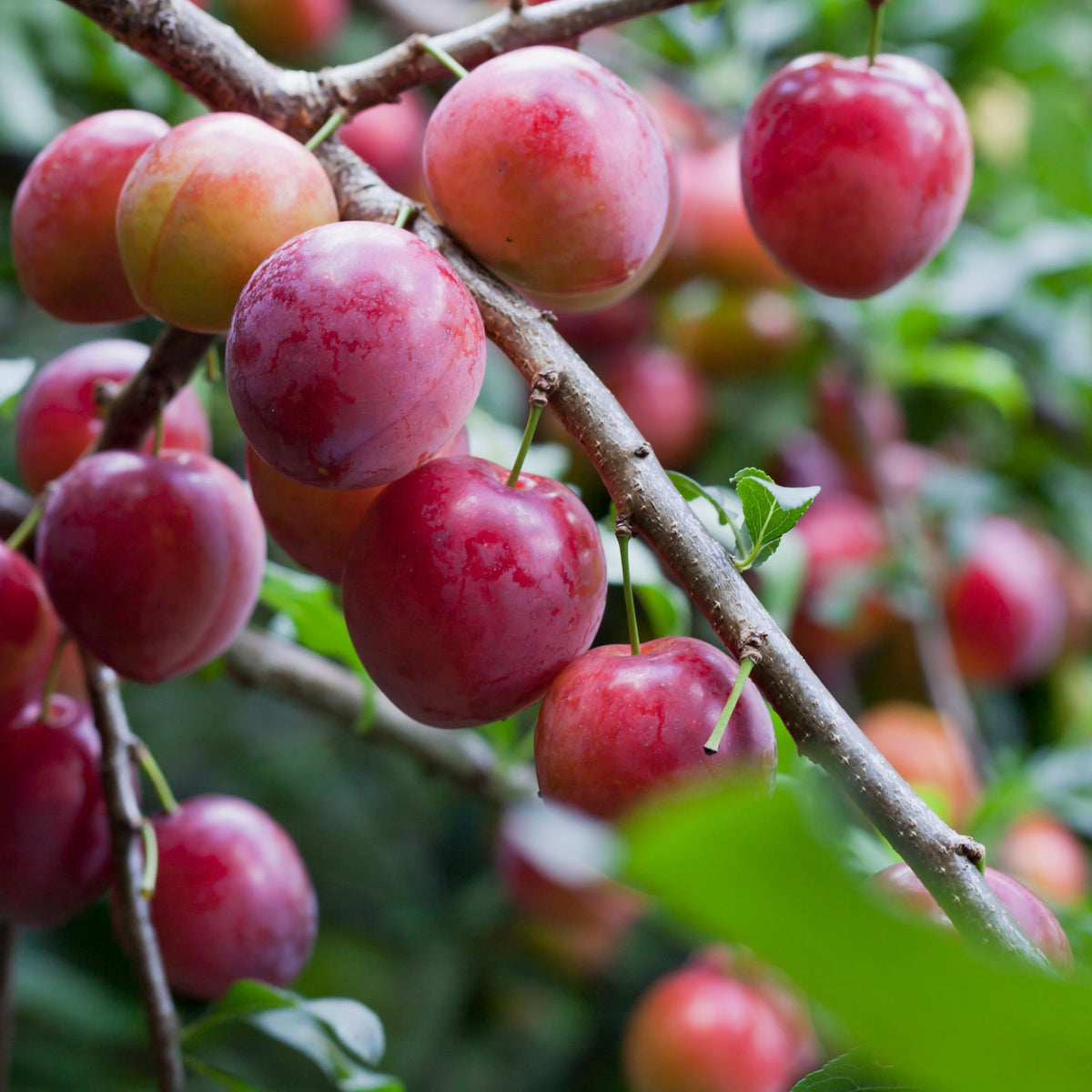 A cluster of ripe, red fruit hangs from the Dwarf Patio Plum Tree &#39;Opal&#39; (Prunus domestica). Glossy and fresh, these plums promise heavy crops each season. Available in 2 sizes. Green leaves form a lush background.