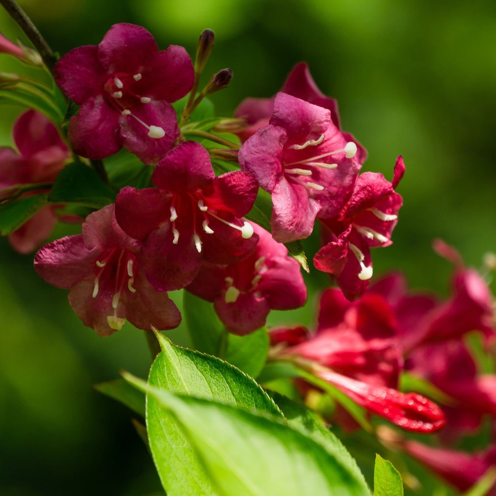 A smiling person in a black shirt holds a Weigela Florida - Bristol Ruby 3L, a deciduous shrub with green leaves and pink flower clusters, standing outdoors by a corrugated metal fence and a wooden plant shelf.