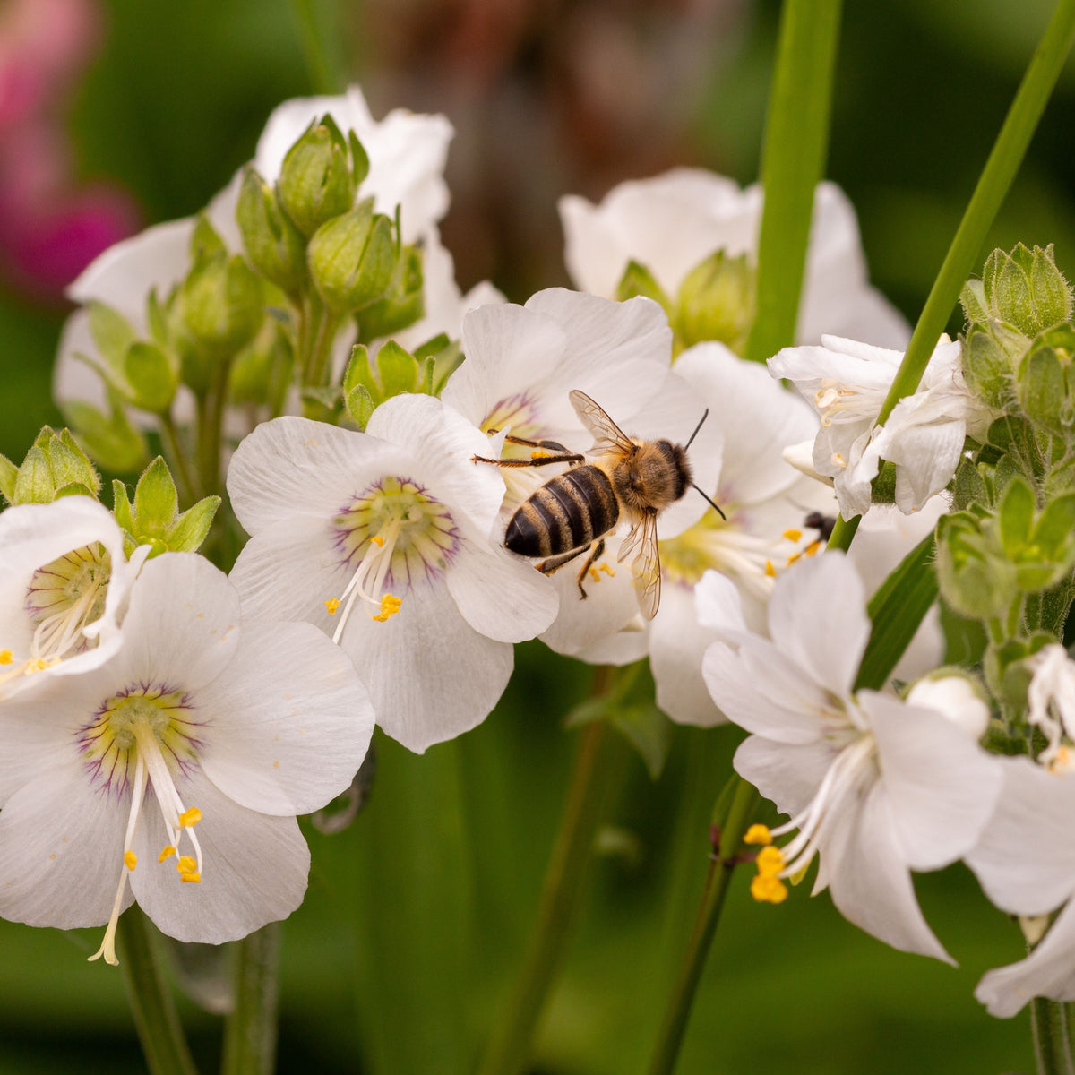 A bee gathers nectar from white Polemonium caeruleum (Jacob&#39;s Ladder) flowers with yellow stamens, set among green foliage and other perennials in a garden.