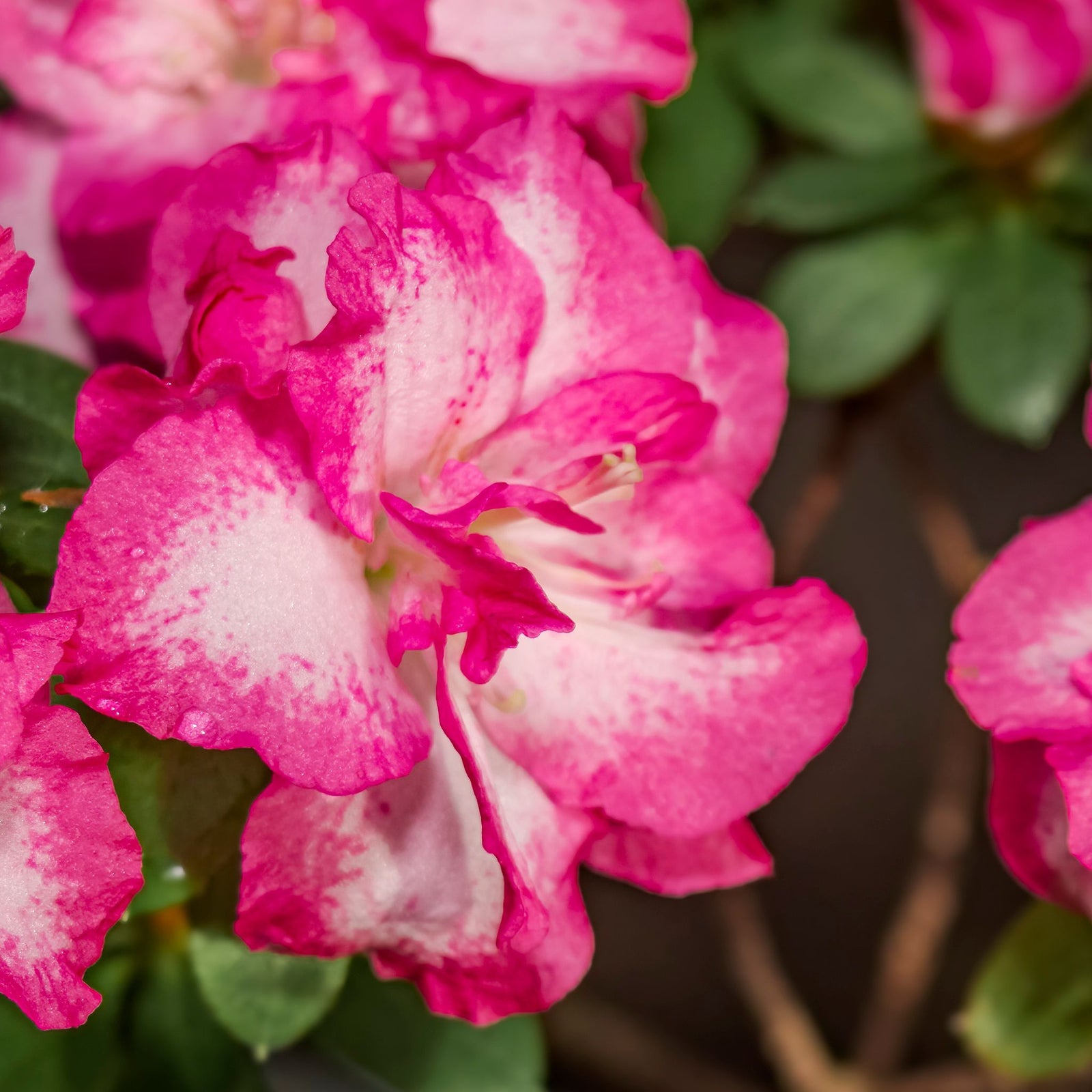 Rhododendron Midnight Mystique 5L