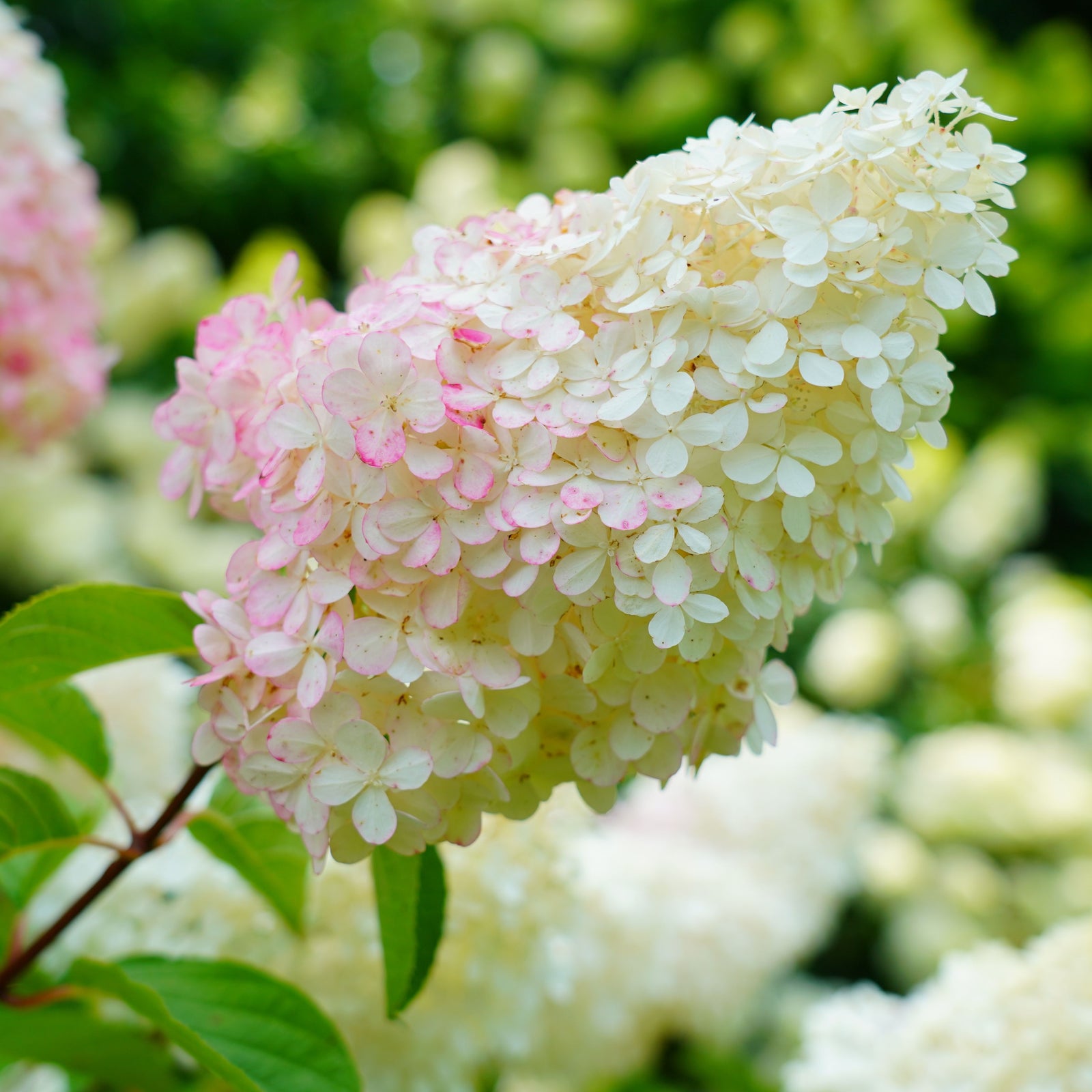 A close-up of Hydrangea paniculata 'Pink Lady' 1L / 1.5L shows its cone-shaped flower cluster with petals transitioning from pale pink to creamy white, set against a blurred green background of more blooms and foliage.
