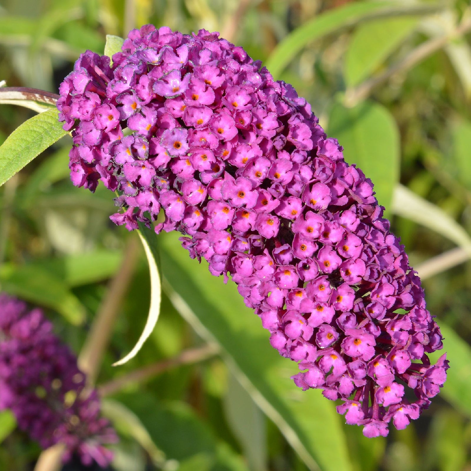 A close-up of the vibrant purple flower cluster of Buddleja davidii 'Royal Red' 1L / 2L, a deciduous shrub with small, fragrant flowers densely packed and green leaves softly blurred in the background.