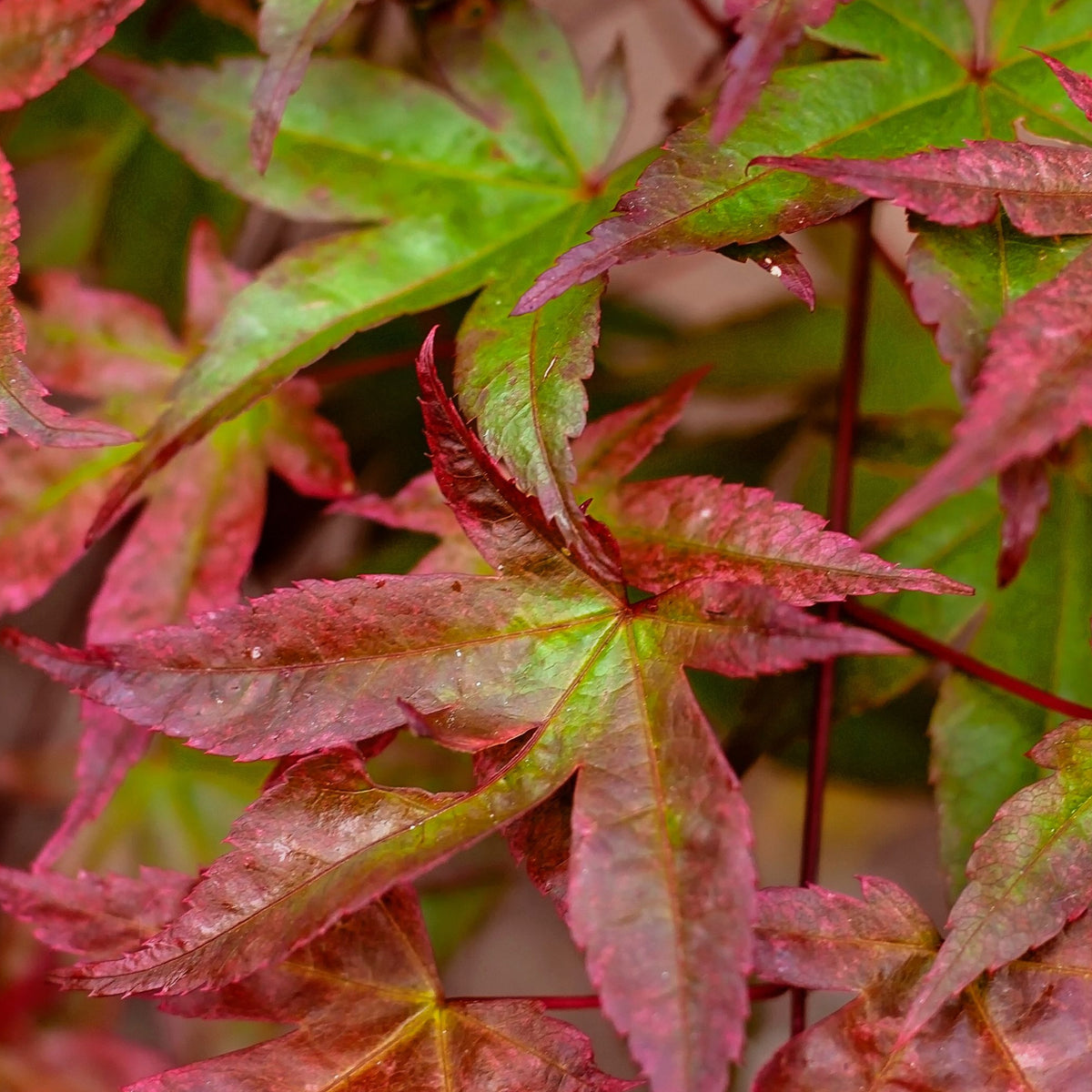 A close-up of Acer palmatum Beni-maiko 3L leaves reveals a blend of green and red shades, showcasing their pointed edges and visible veins as they transition from summer’s green to autumn’s red.