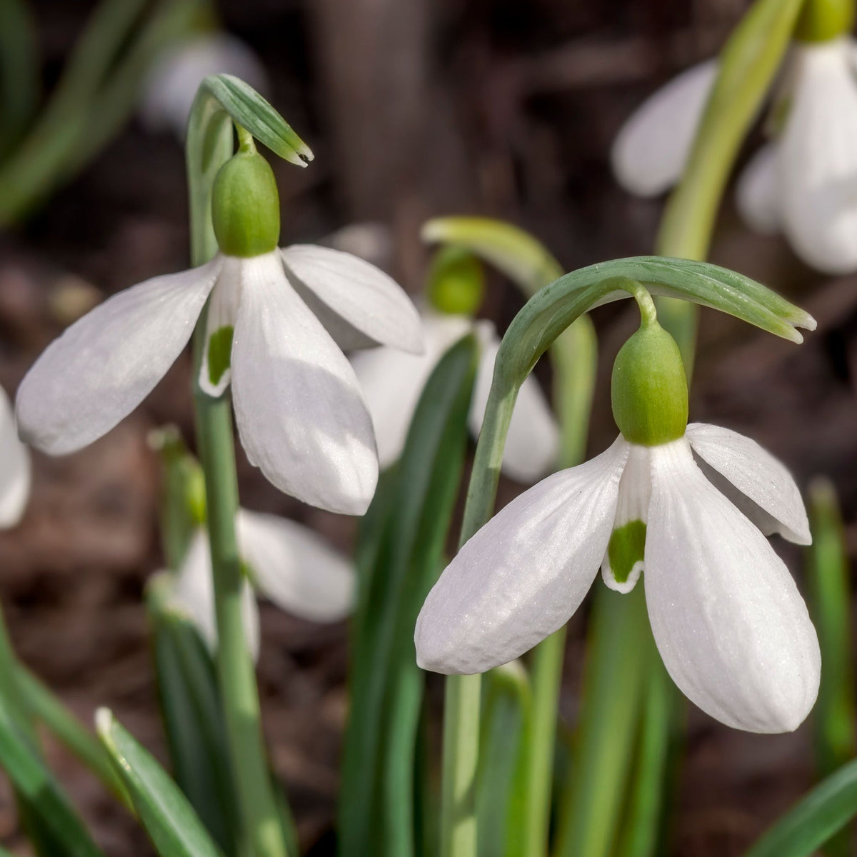 Close-up of blooming Snowdrops (8 Bulbs) with delicate white petals, green markings, and lush leaves set against a softly blurred brown background.
