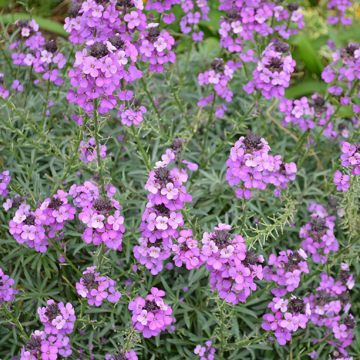 Erysimum &#39;Bowles Mauve&#39; (Three Sizes Available)