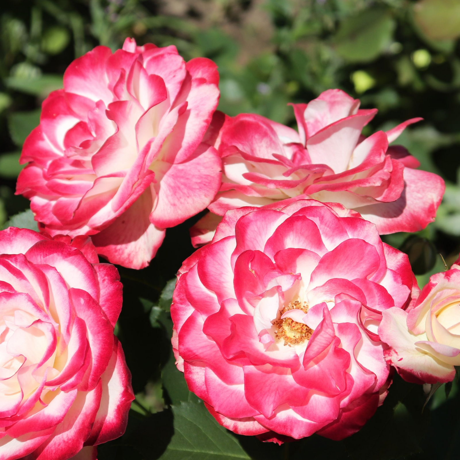 Bright pink and white Rosy Boom Mini Potted Rose 5L, with fragrant blooms and lush green leaves, makes a striking and sun-loving choice for patios or garden displays.