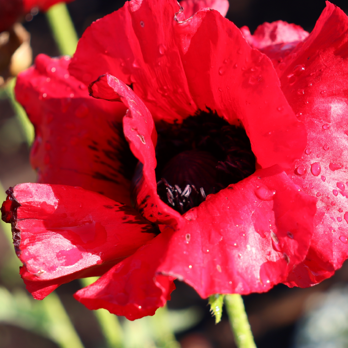 Close-up of Papaver &#39;Beauty of Livermere&#39; (Poppy) 9cm/2L/3L with vibrant red petals, water droplets, dark center, and green stem, photographed in bright sunlight.