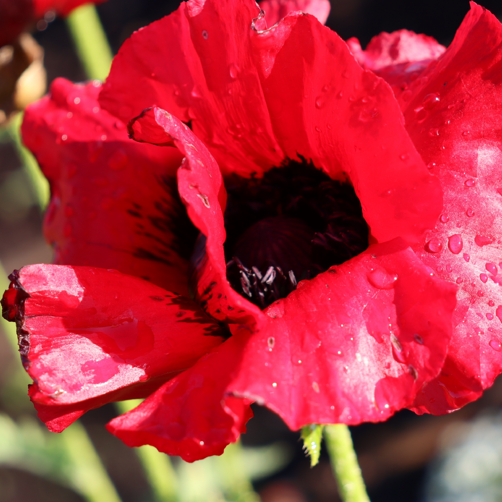 Close-up of Papaver 'Beauty of Livermere' (Poppy) 9cm/2L/3L with vibrant red petals, water droplets, dark center, and green stem, photographed in bright sunlight.