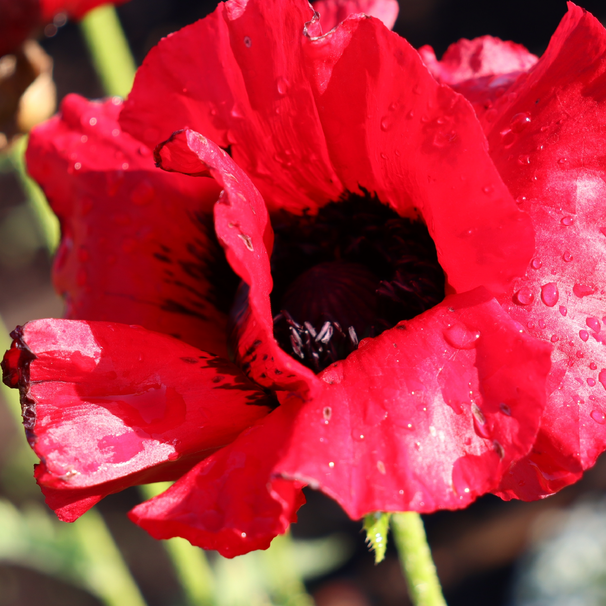 Papaver 'Beauty of Livermore' (Poppy) 9cm/2L