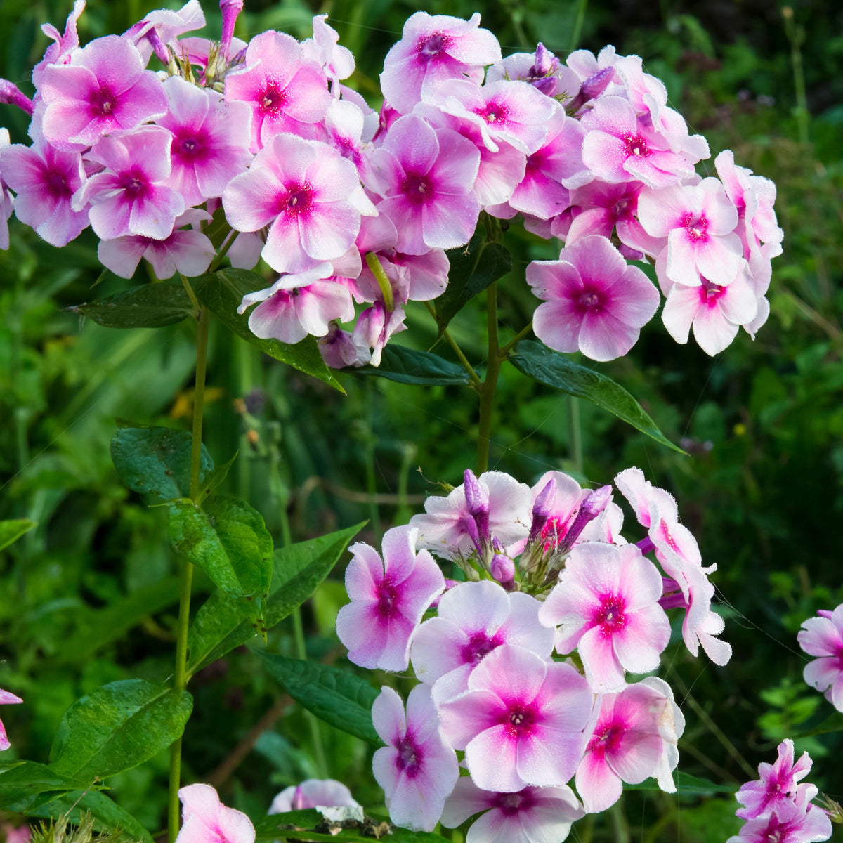 Phlox paniculata &#39;Bright Eyes&#39; 9cm