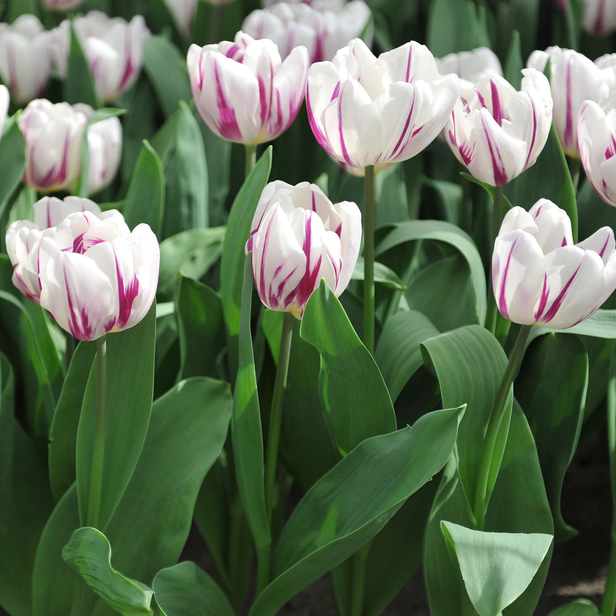 Tulip &#39;Flaming Flag&#39; (4 Bulbs)