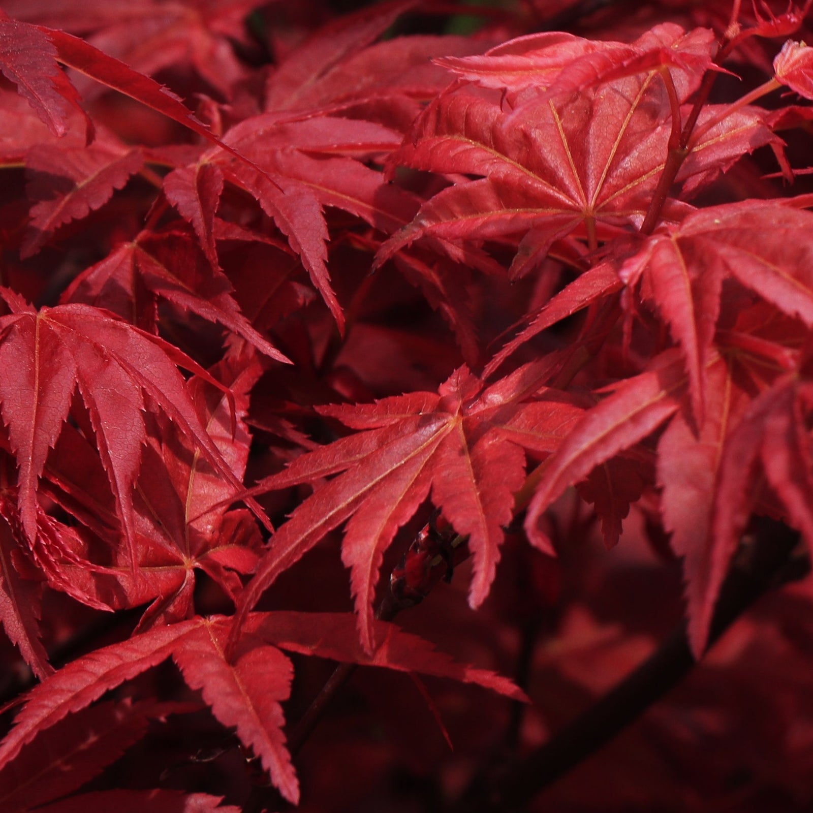 Close-up of the vibrant red serrated leaves of Acer palmatum Shaina 3L, a striking deciduous shrub with delicate, overlapping pointed foliage.