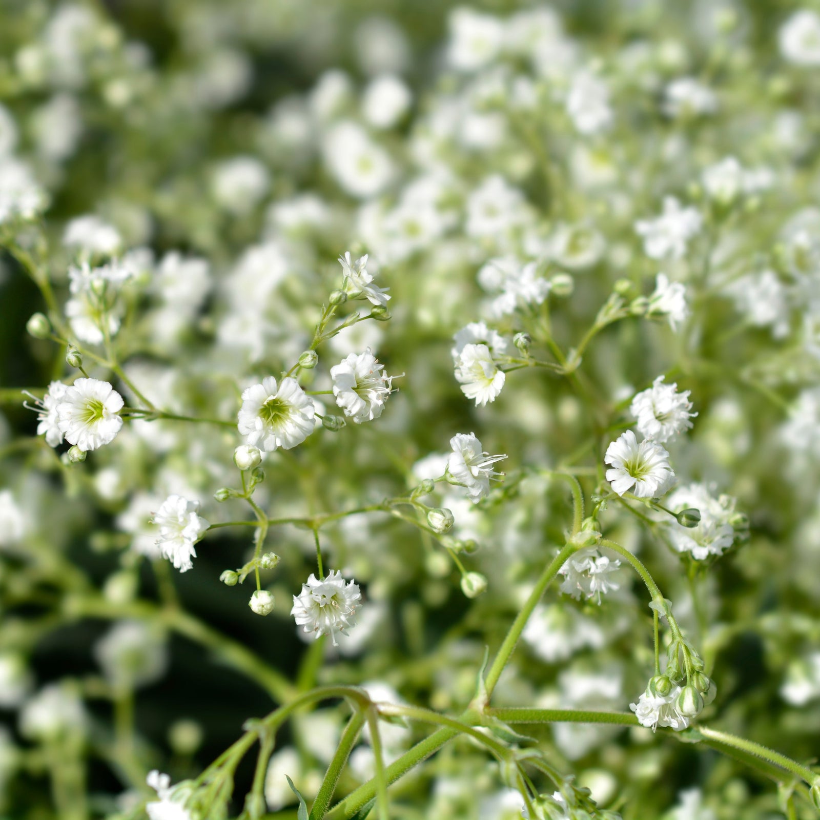 Gypsophila paniculata White 1.5L features clusters of delicate white flowers on thin green stems, making it perfect for a lush, airy ground cover—especially when planted in well-drained soil with similar blooms.