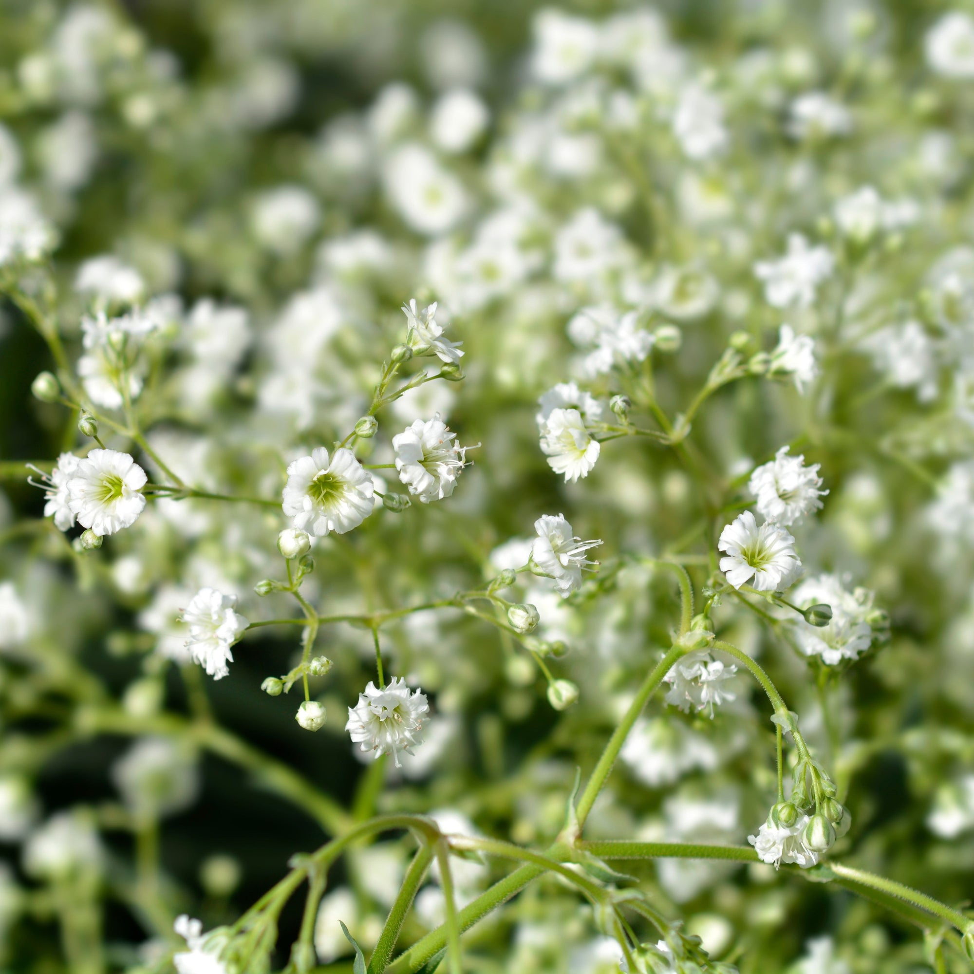 Gypsophila paniculata Snowflake (9cm Pot)