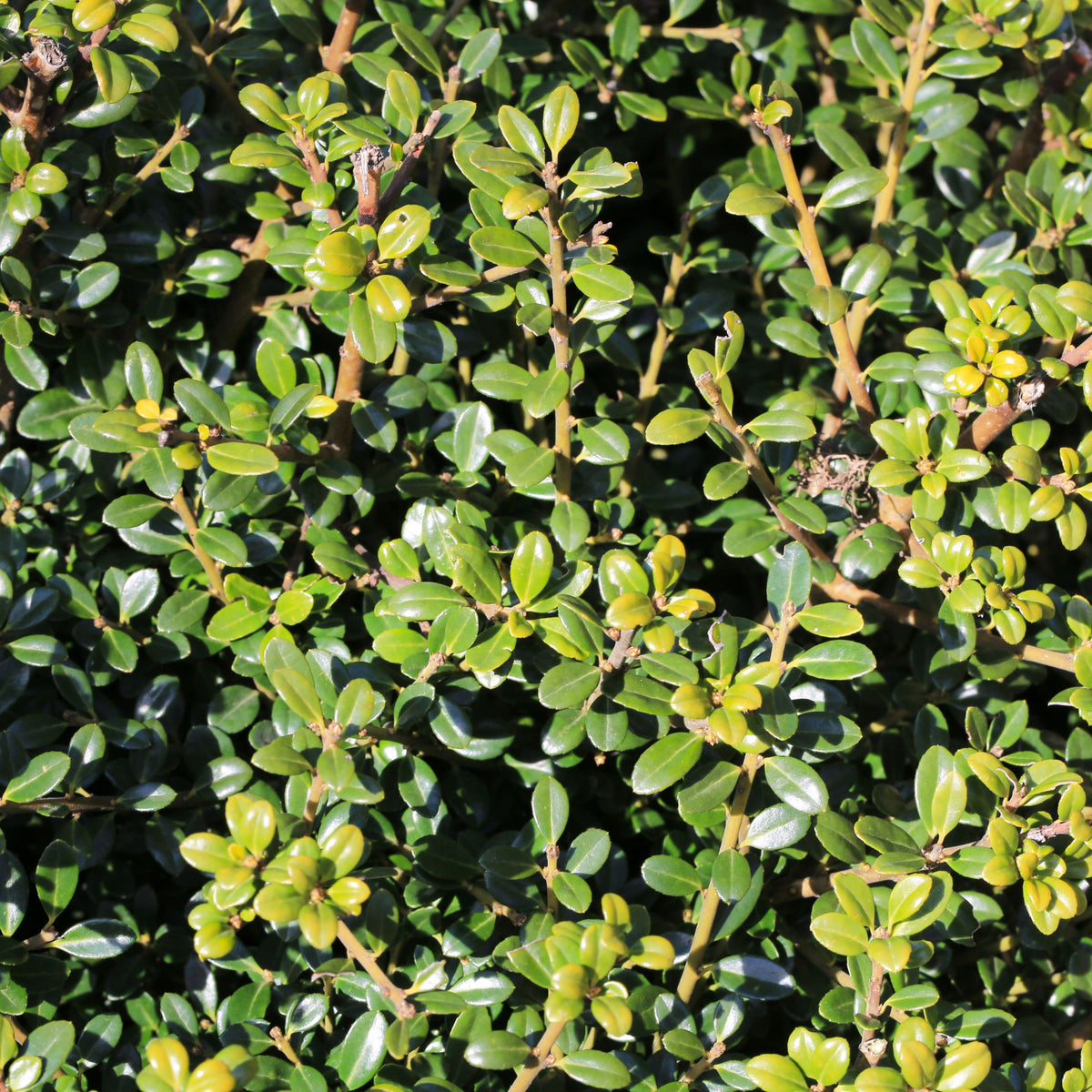 Close-up of Ilex crenata &#39;Glory Gem&#39; (Japanese Holly) in a 1L pot, displaying dense, healthy, shiny green foliage—ideal for a low hedge or topiary in bright sunlight.