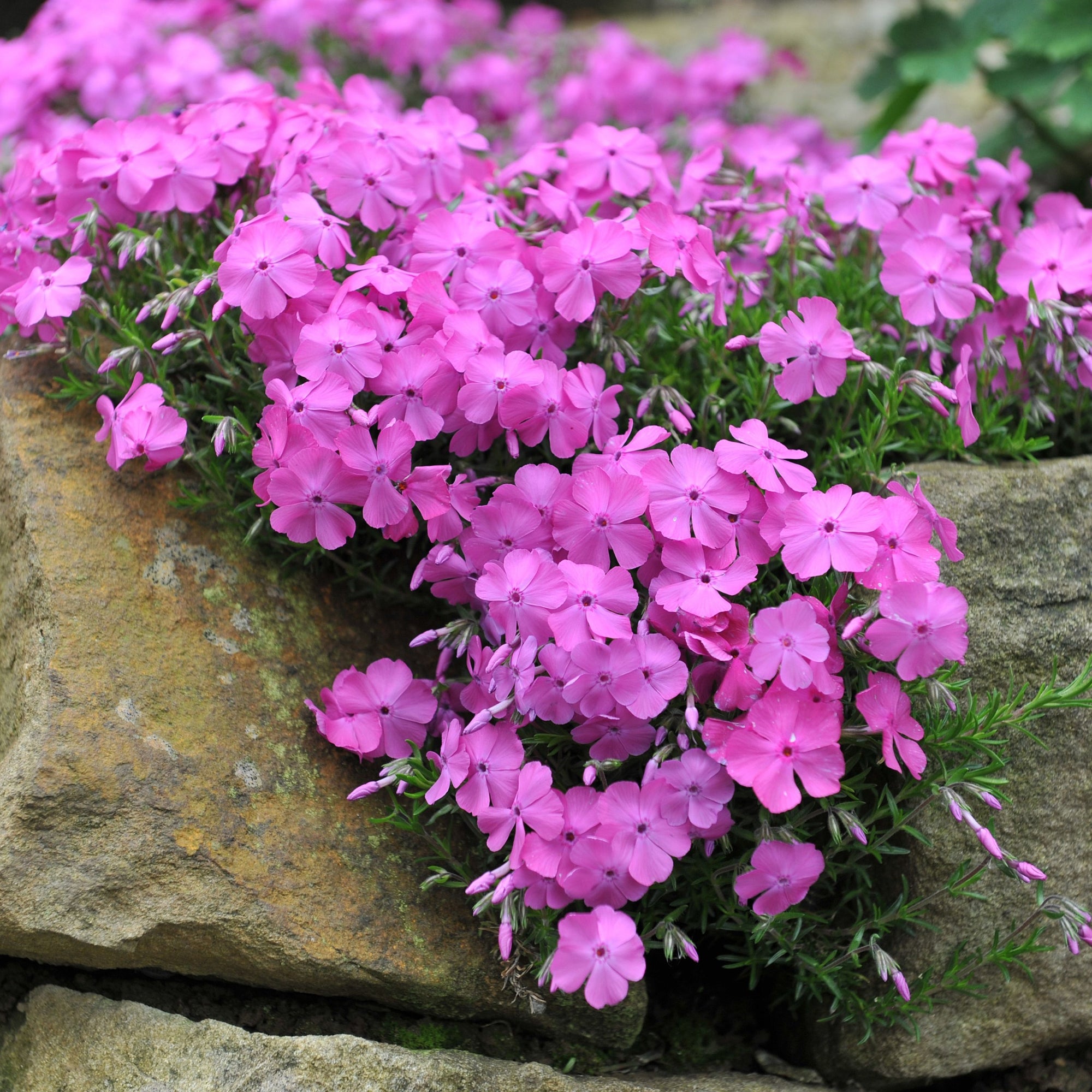 Phlox subulata 'McDaniels Cushion' 9cm/1.5L