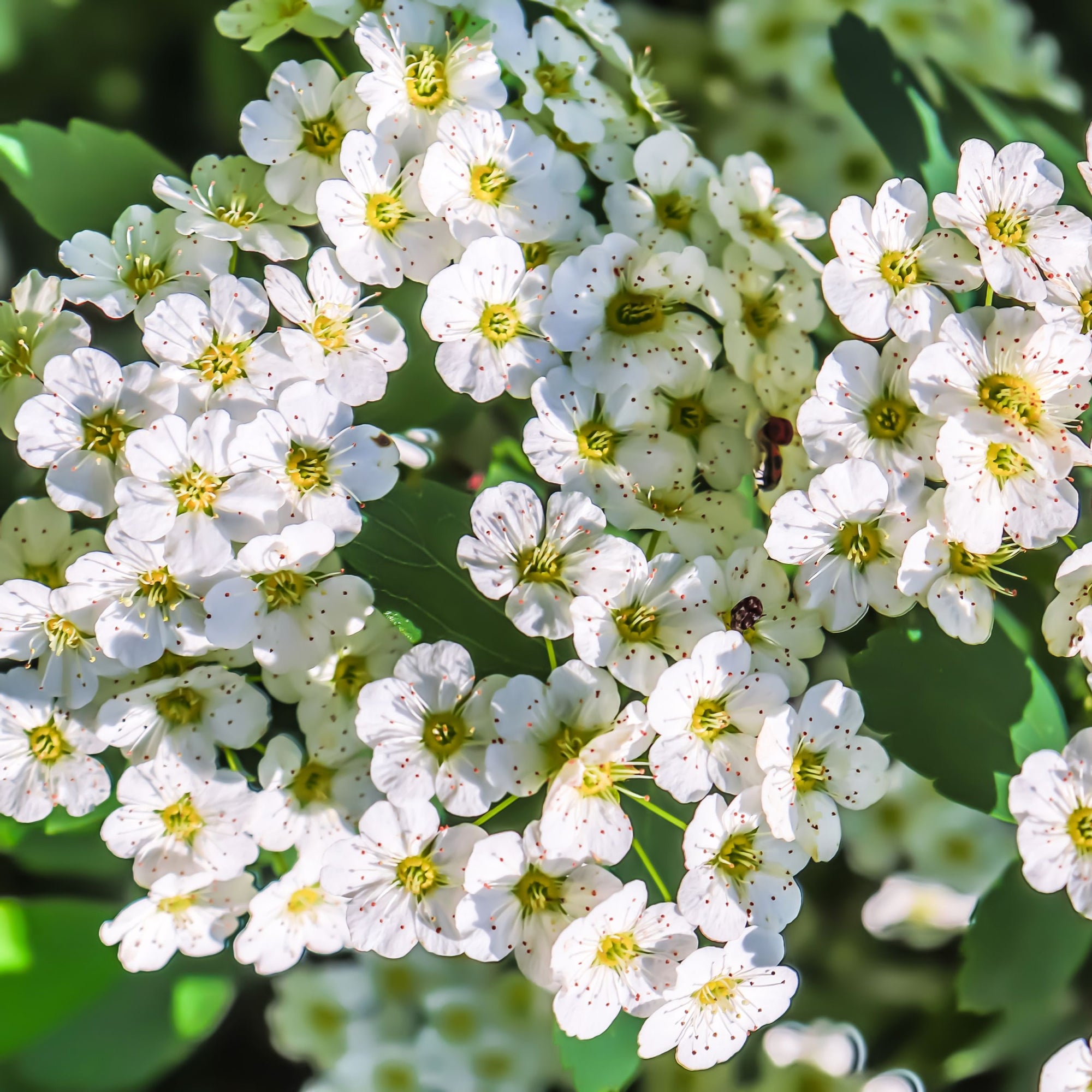 Spirea japonica 'Halward's Silver' 1L