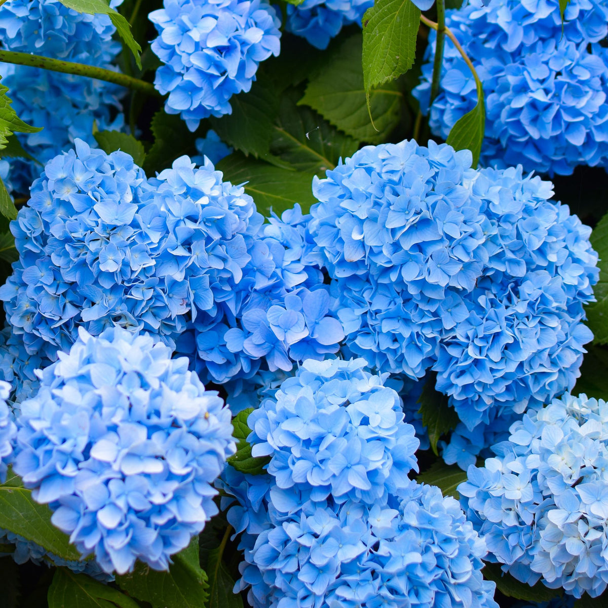 Clusters of vibrant Hydrangea macrophylla | Surprise colour 1.5L (Our Choice) bloom among green leaves, creating a lush garden display—perfectly refreshed each spring by pruning faded flower heads.