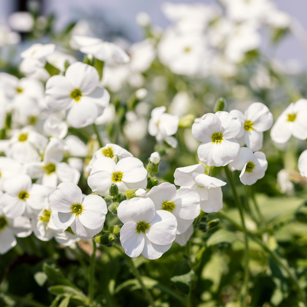 Aubrieta hybrida &#39;Axcent White&#39; 9cm