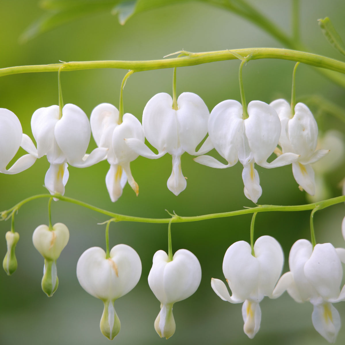 Dicentra Spectabilis &#39;Bleeding Heart&#39; White