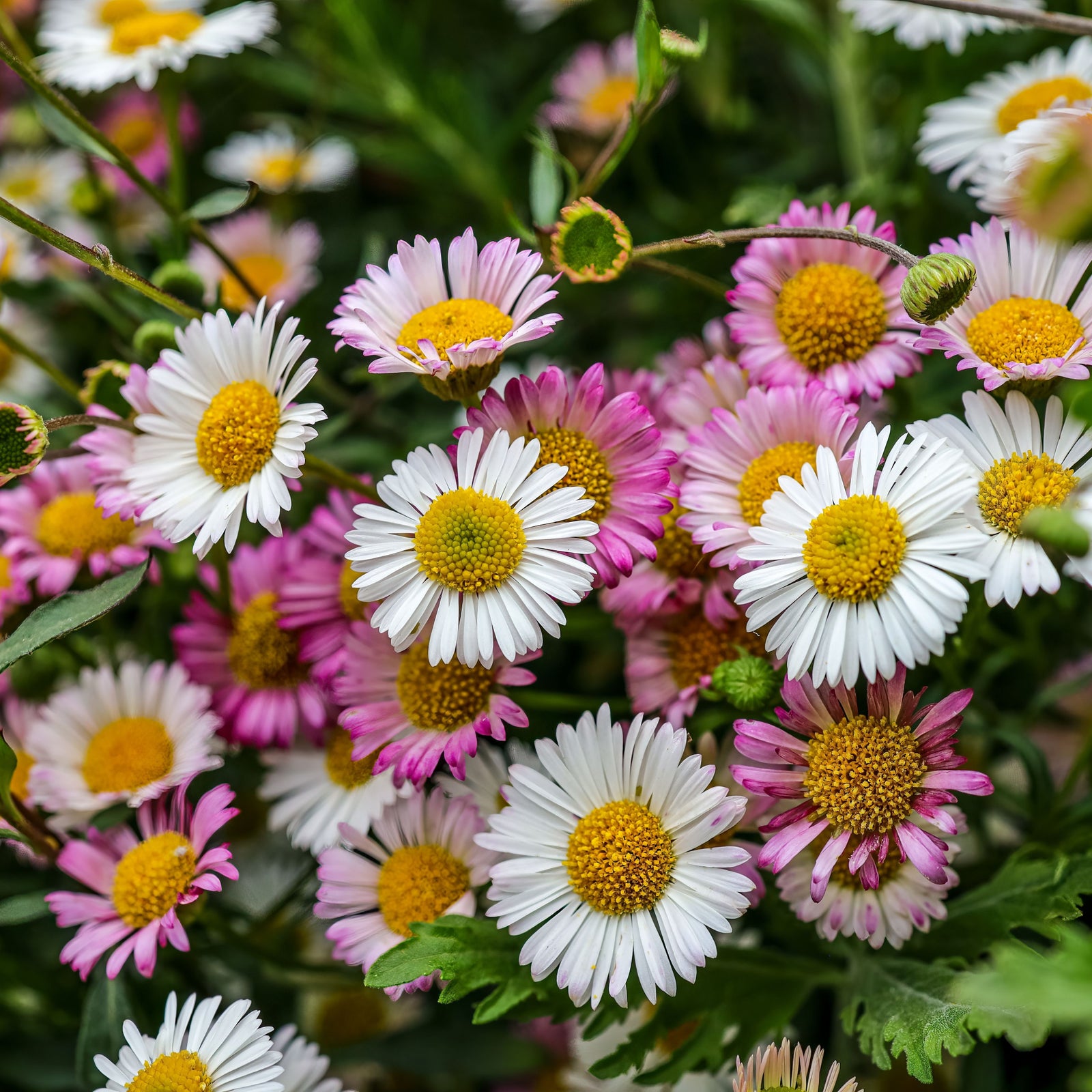 Erigeron karvinskianus Profusion 9cm/2L produces dense clusters of small, daisy-like flowers with white petals, yellow centers, and a touch of pink, set against green foliage—ideal for adding charm to any cottage garden.