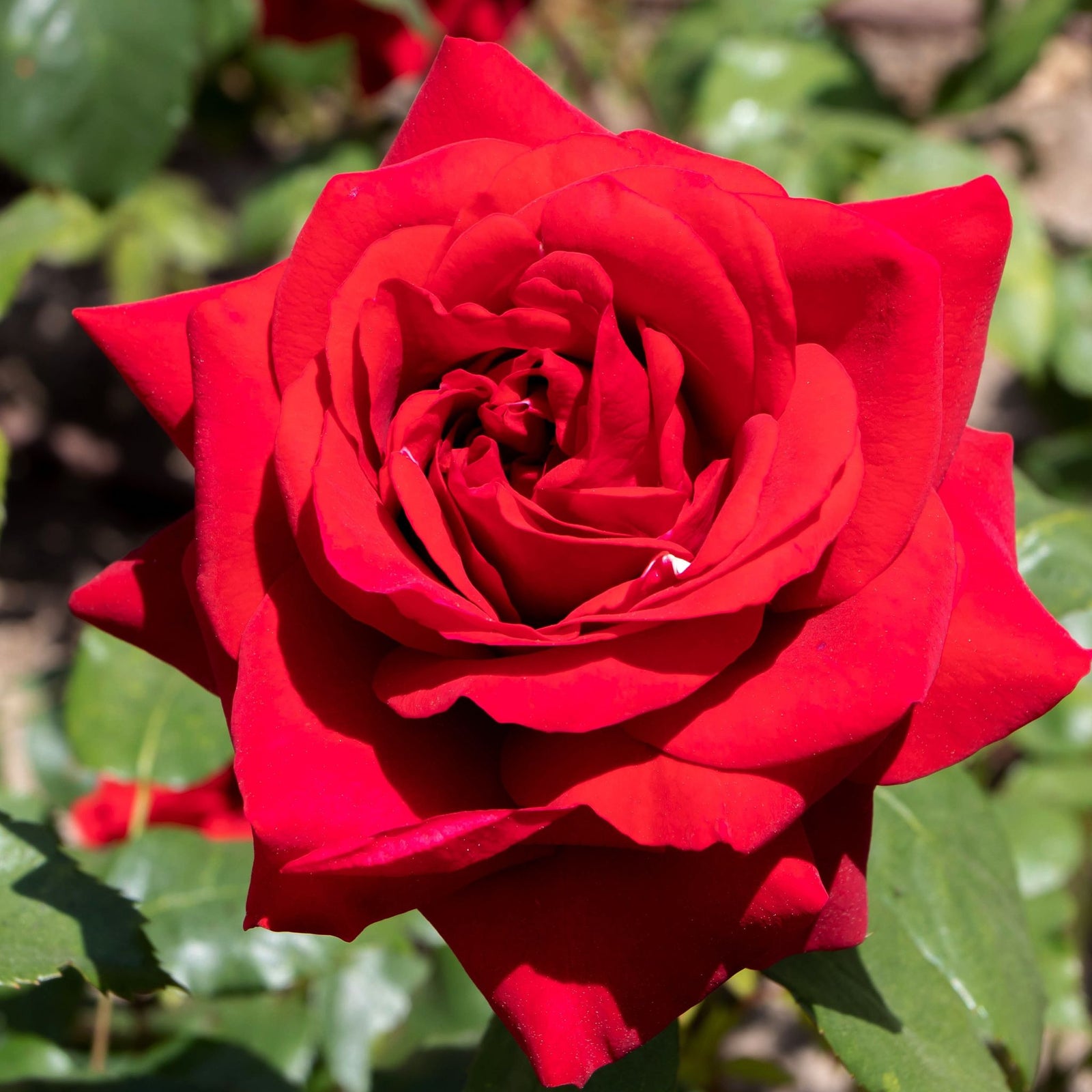 A close-up of Rose Ruby Wedding, a vibrant Hybrid Tea Rose with rich red petals and lush green leaves, perfect as a 4L potted gift for a Ruby Wedding Anniversary. Pre-order now for December ’25.