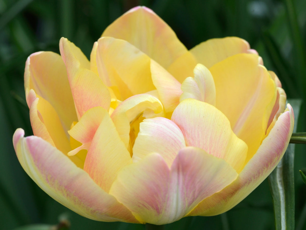 Tulip &#39;Upstar&#39; (4 Bulbs)
