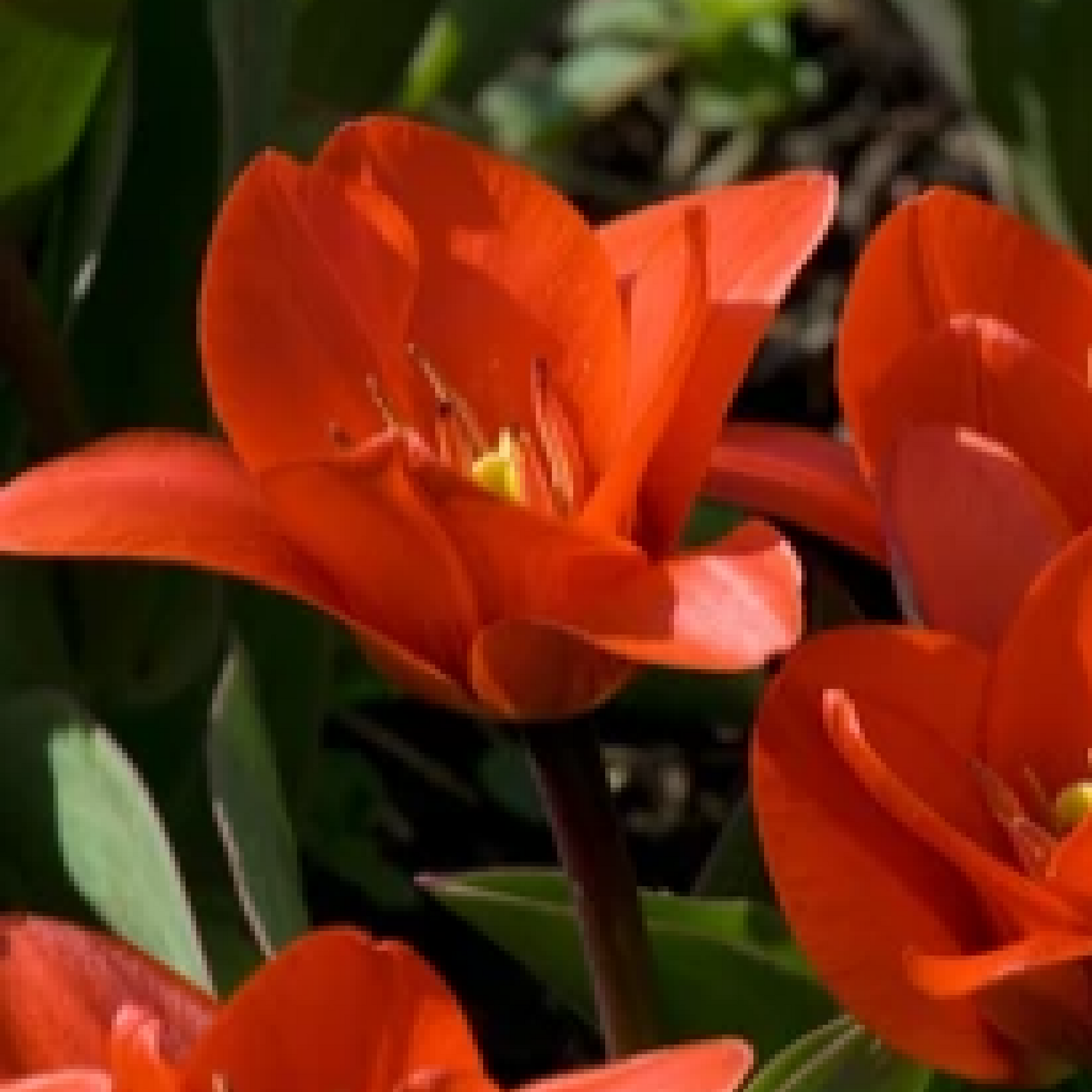 Tulip 'Showwinner' (6 Bulbs)