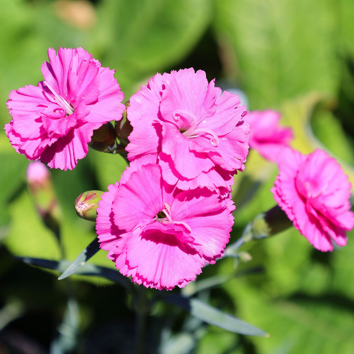 Vibrant pink blooms of Dianthus &#39;Tickled Pink&#39; 1L, a striking perennial with ruffled petals, stand out against a soft-focus green leafy background.