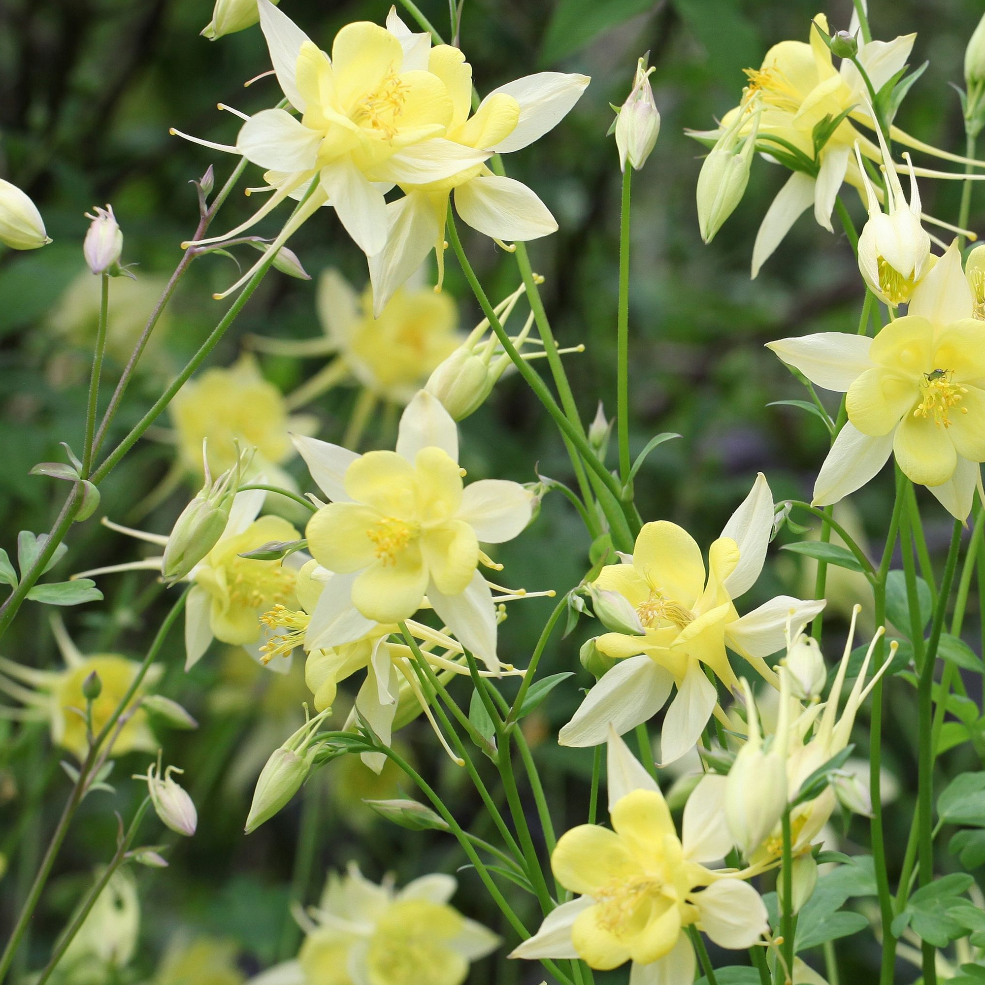 Aquilegia 'Spring Magic Yellow'