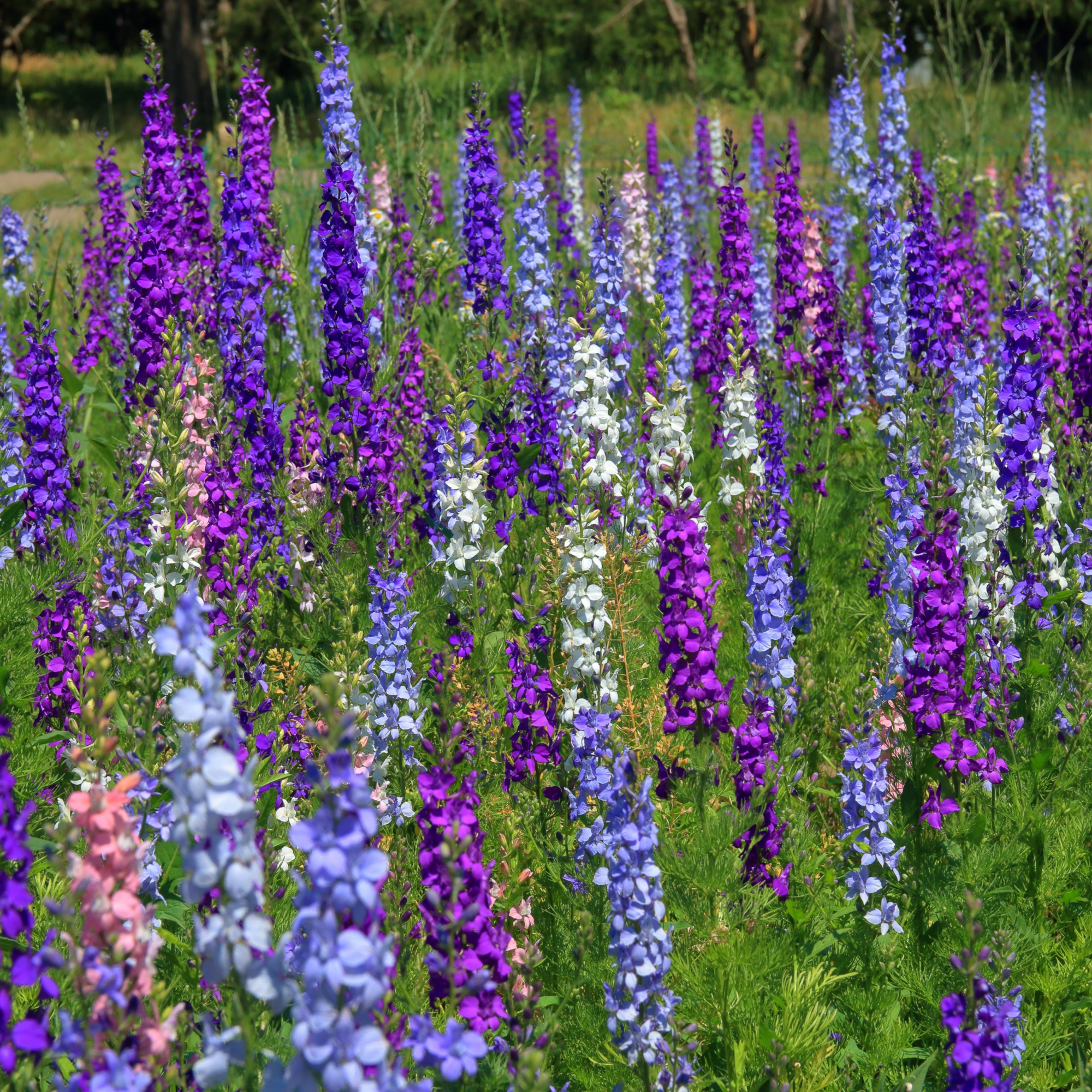 Delphinium pacific Hybrids Mixed 9cm