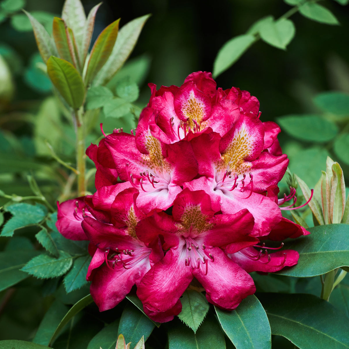 The Rhododendron hybride &#39;Junifeuer&#39; 5L displays bright pink and red blooms with yellow-white centers, surrounded by lush green leaves, making this evergreen shrub a striking addition to any garden.