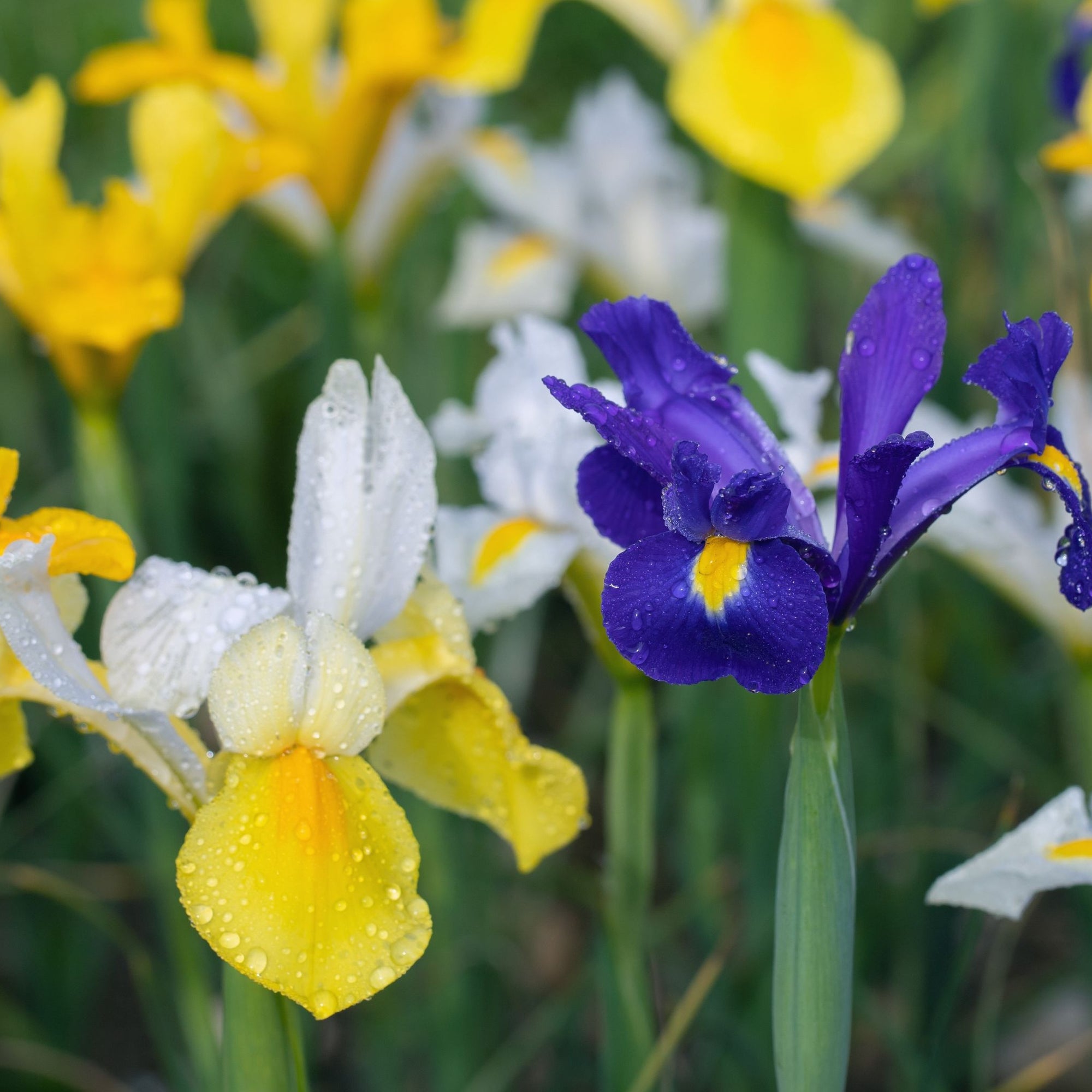 Iris Hollandica Bulbs Mix - Dutch Iris Bulbs (15 Bulbs)