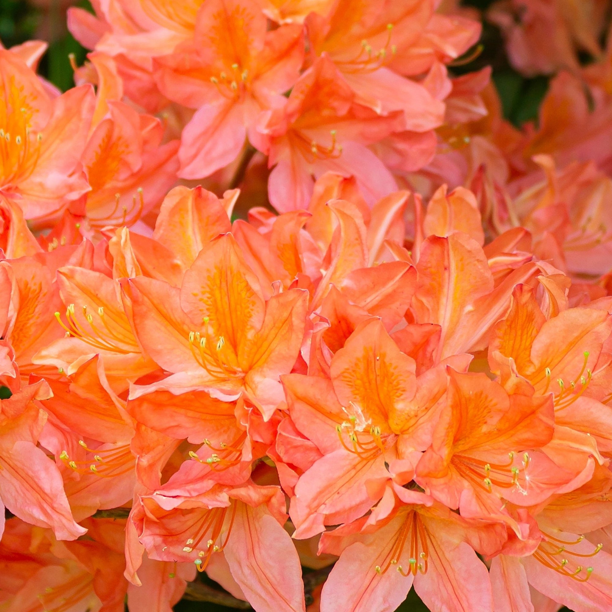 Rhododendron Tortoischell Orange 5L
