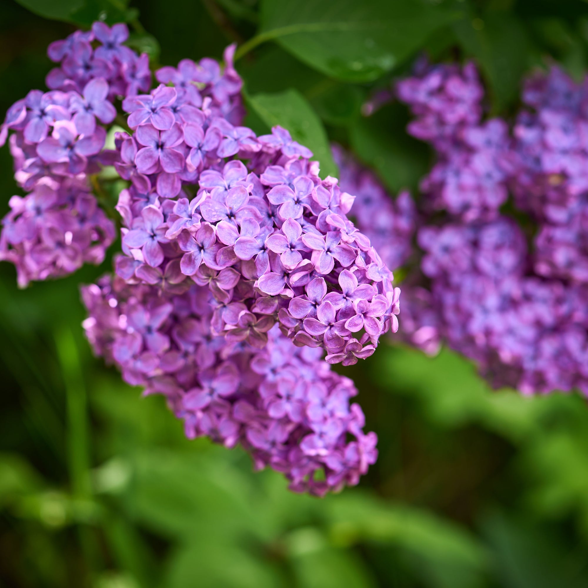 Syringa vulgaris 'Amethyst' (Lilac) 3L