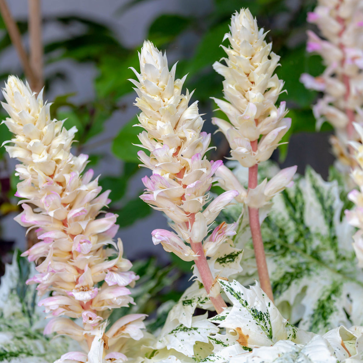 Acanthus mollis &#39;White Water&#39; 2L