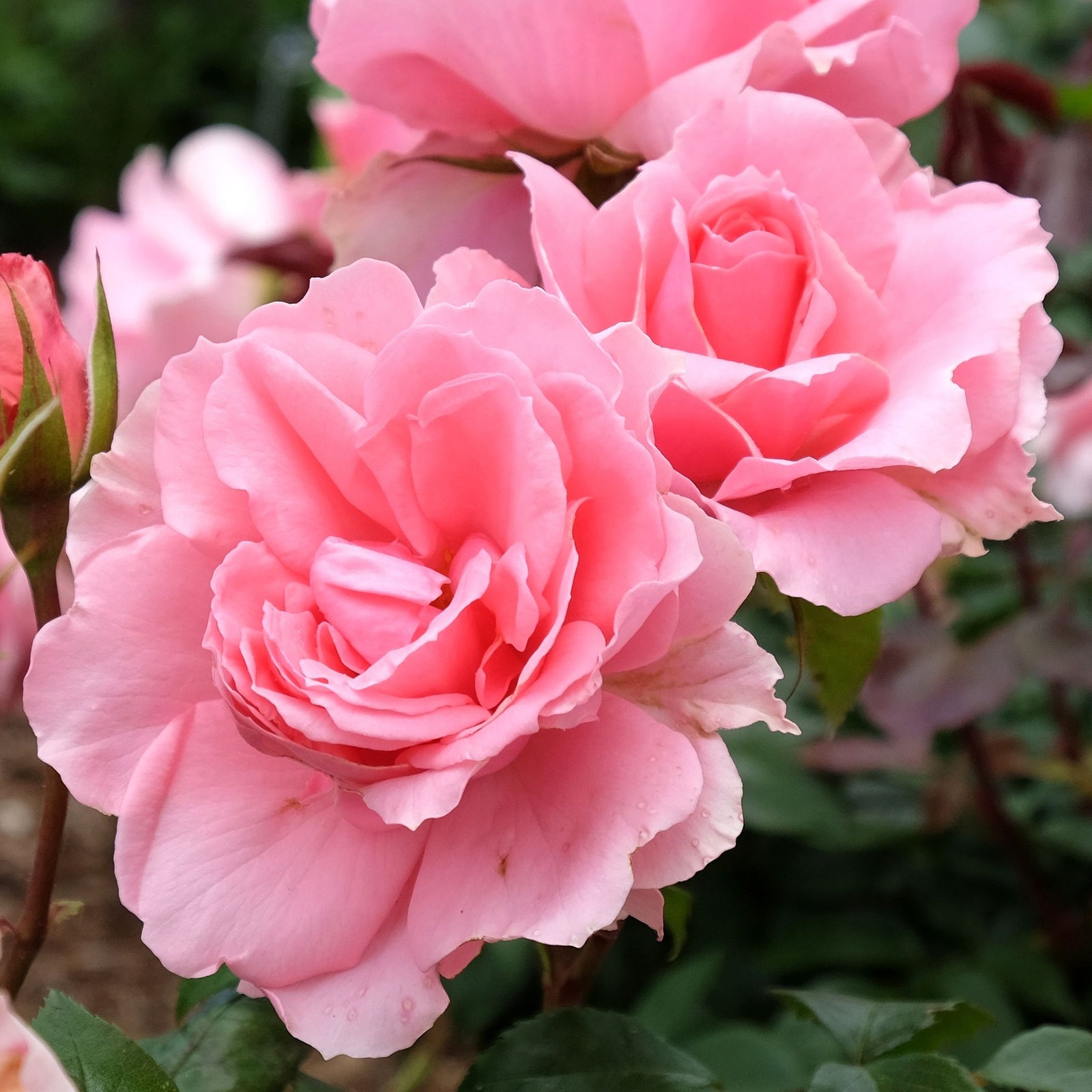 Two vibrant pink blooms of Rose You're Beautiful (Floribunda Rose) stand out among lush green leaves, their delicate layered petals showcasing this repeat-flowering rose. 4L potted, available for pre-order December '25.