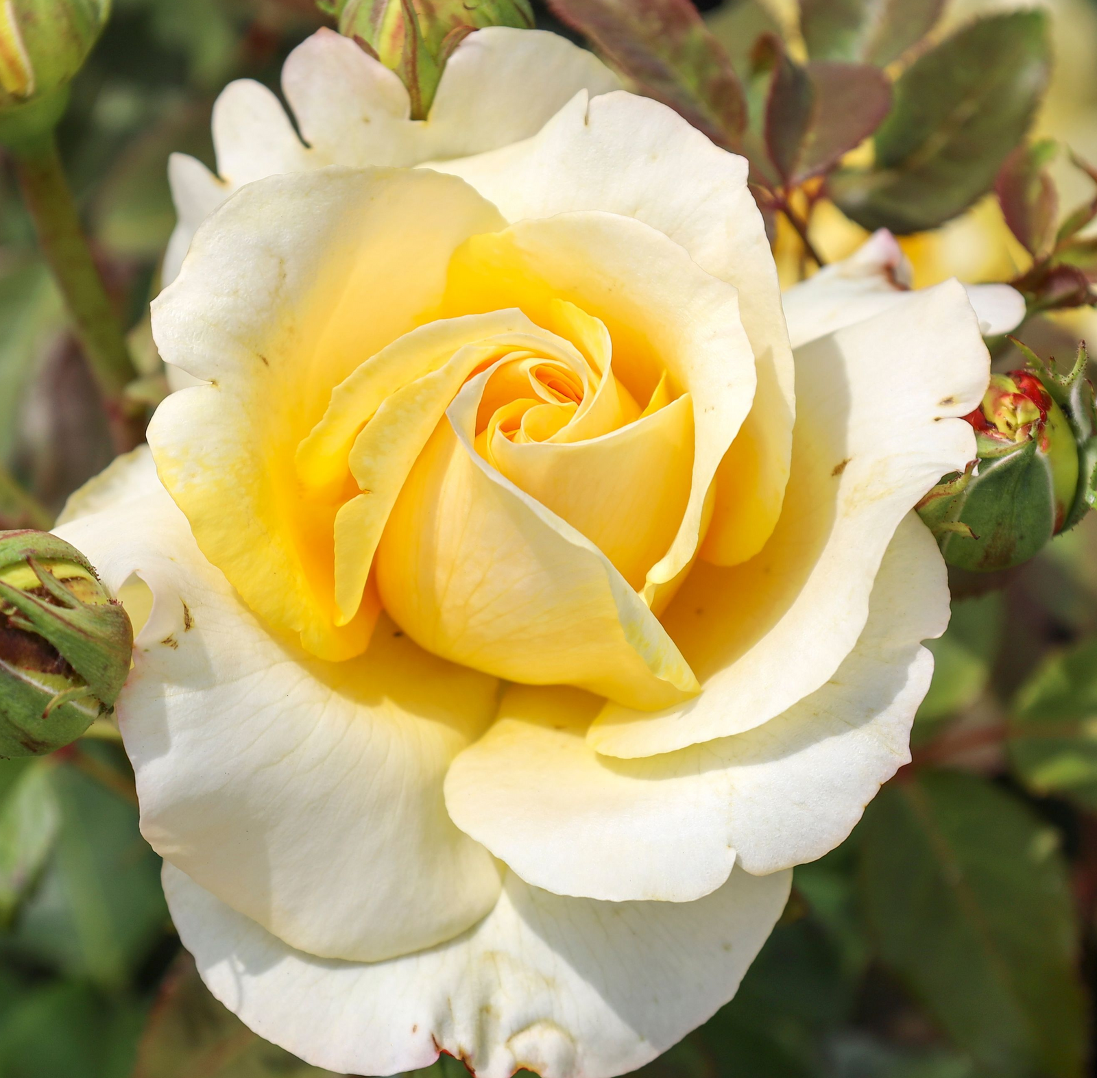 A close-up of Sunny Sky, a Hybrid Tea rose available as a 4L potted rose (PRE ORDER DECEMBER '25), shows its blooming yellow, creamy petals with green leaves in the background.