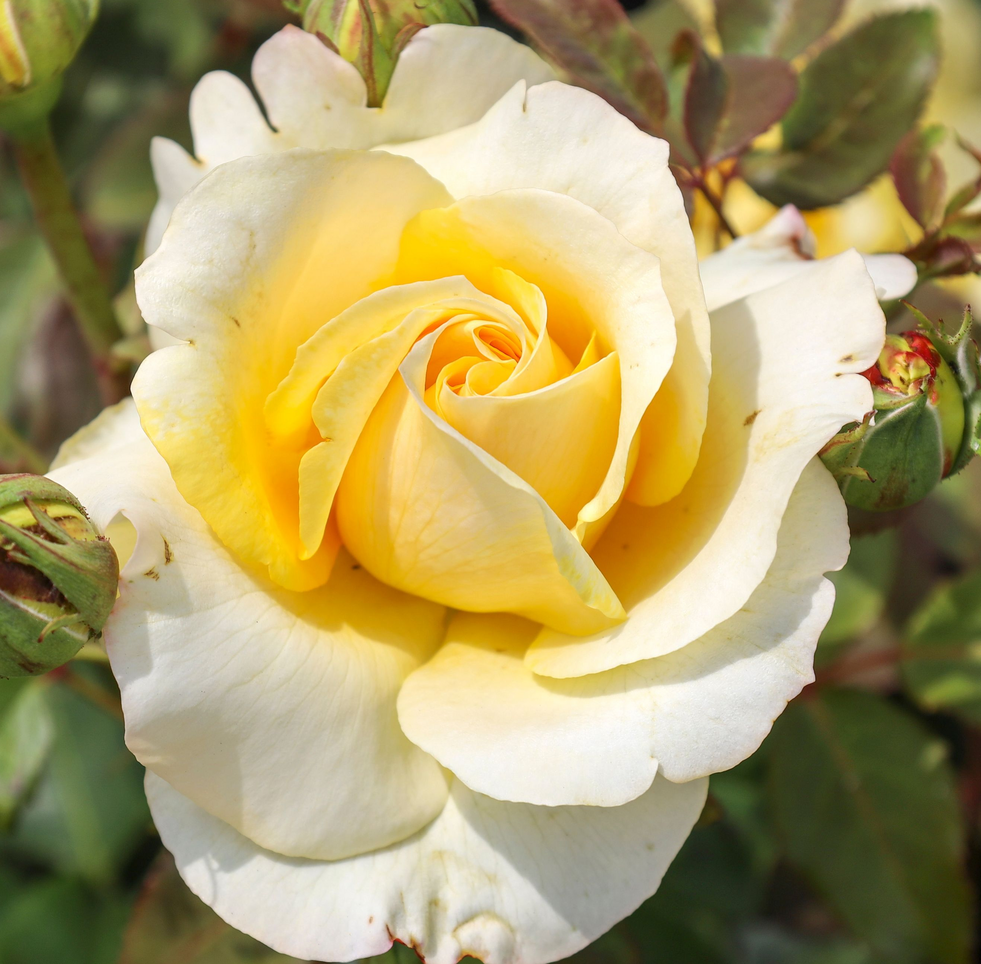 Sunny Sky | Hybrid Tea | 4L Potted Rose