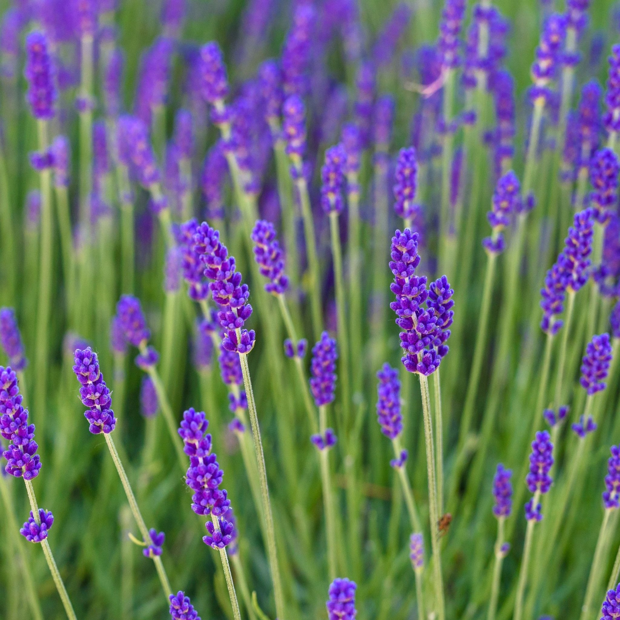planting blue spear lavender Lavender Angustifolia 'Spear Blue' 9cm